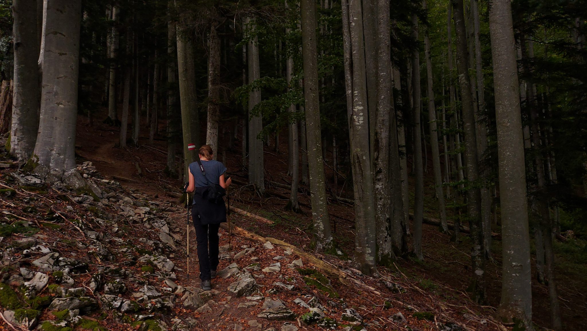 Wanderung beim Bodinggraben zur Schaumbergalm und Ebenforstalm ab Parkplatz Scheiblingau im Nationalpark Kalkalpen in Oberösterreich, Start der Wanderung in der Nähe von Molln, Wanderer unterwegs auf schmalem bergauf führenden Wanderweg durch dichten, grünen Wald