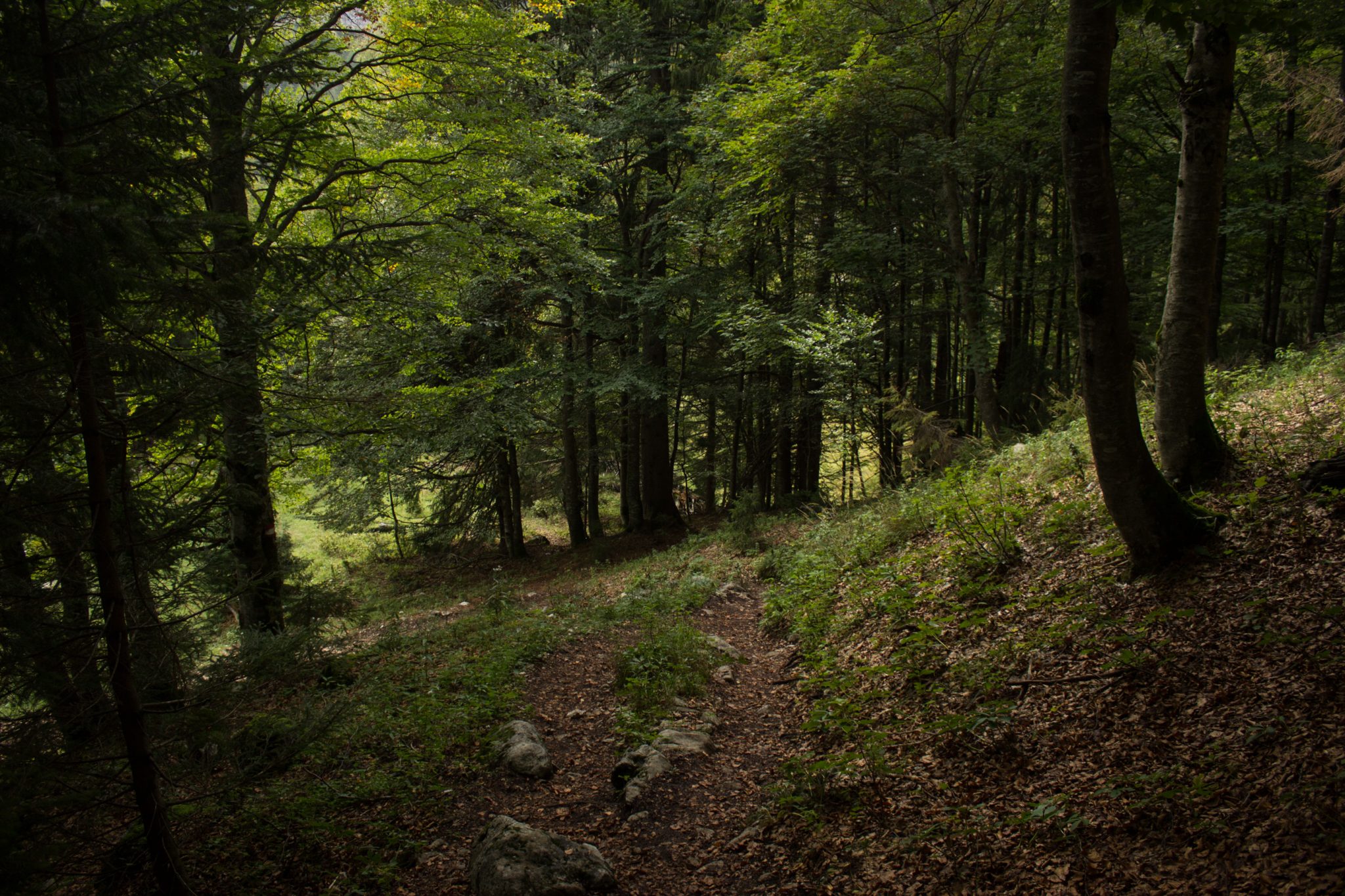 Wanderung zum Prielschutzhaus von Hinterstoder im Toten Gebirge in Oberösterreich, nach ebenem Wanderweg wird der Pfad ab Erreichen der vor einem liegenden Bergkette steil und bleibt dies bis zum Erreichen des Prielschutzhauses, erfordert einiges an Kondition, umgeben von dichtem, kühlendem Wald