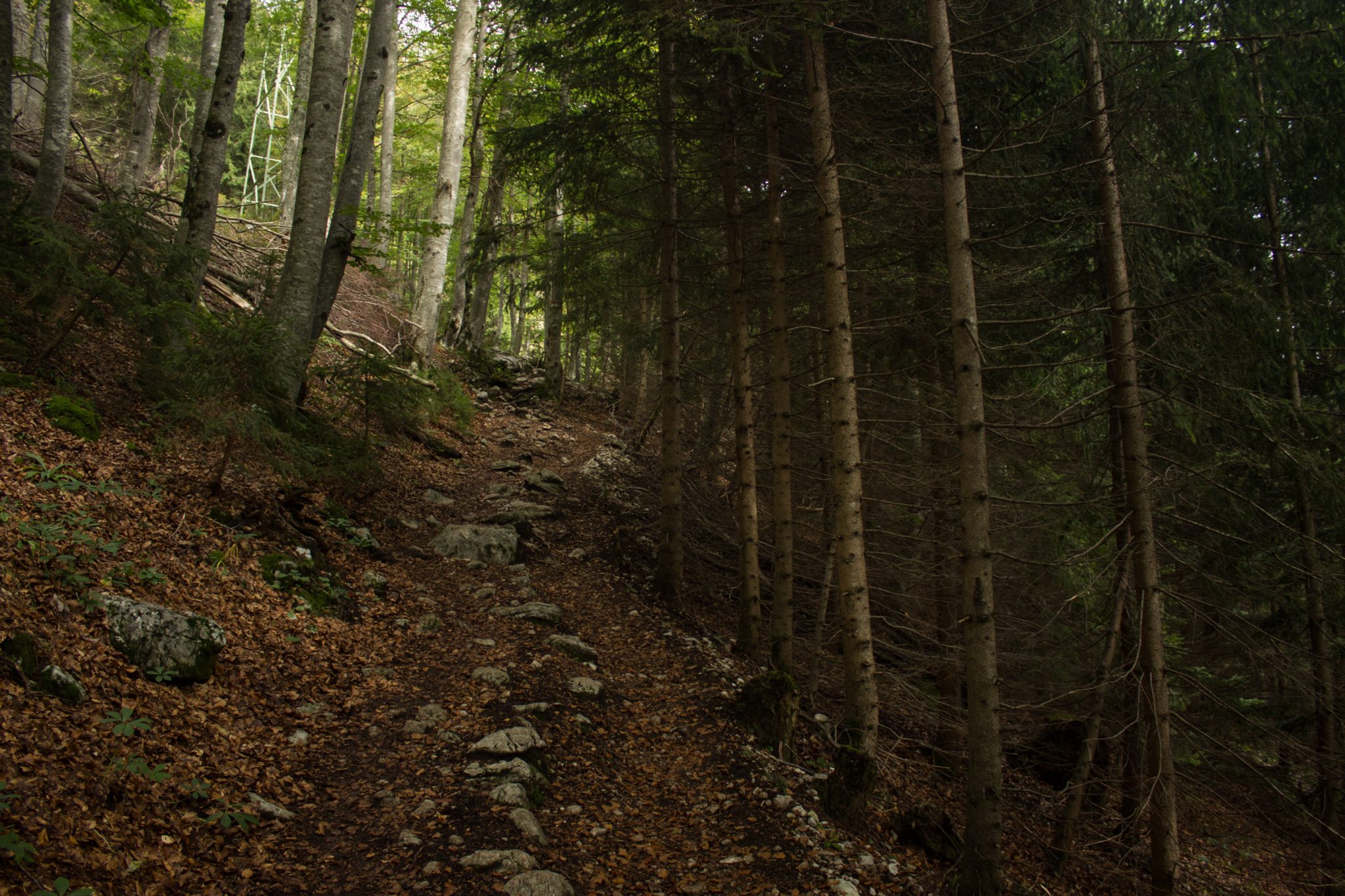 Wanderung zum Prielschutzhaus von Hinterstoder im Toten Gebirge in Oberösterreich, nach ebenem Wanderweg wird der Pfad ab Erreichen der vor einem liegenden Bergkette steil und bleibt dies bis zum Erreichen des Prielschutzhauses, erfordert einiges an Kondition, umgeben von dichtem, kühlendem Wald geht es über Stock und Stein, macht Spaß in hohem Tempo hoch zu wandern