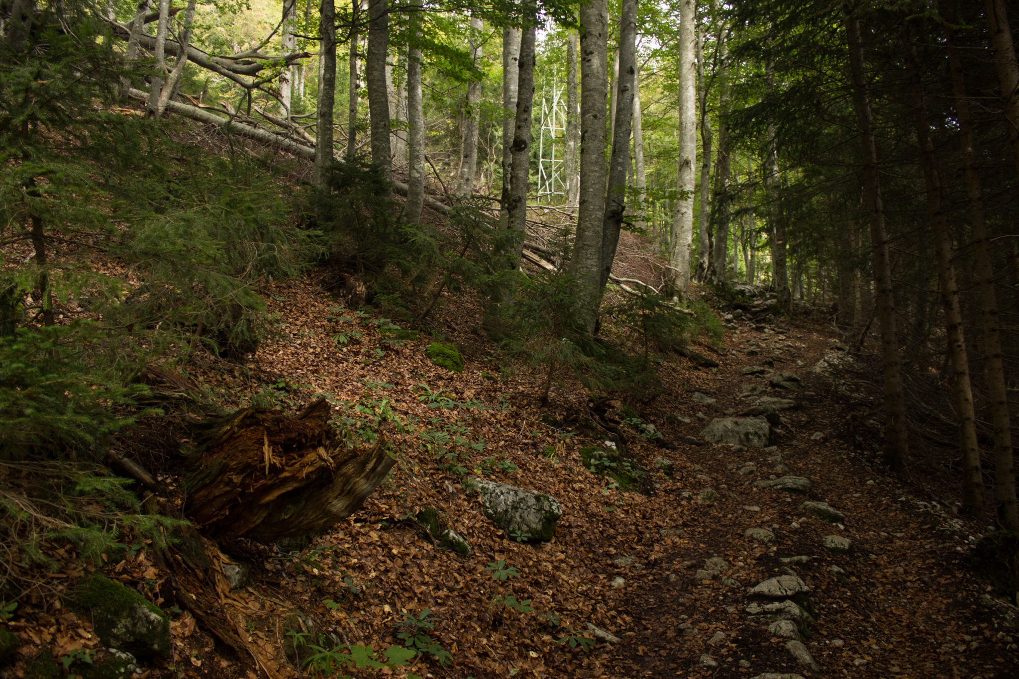 Wanderung zum Prielschutzhaus von Hinterstoder im Toten Gebirge in Oberösterreich, nach ebenem Wanderweg wird der Pfad ab Erreichen der vor einem liegenden Bergkette steil und bleibt dies bis zum Erreichen des Prielschutzhauses, erfordert einiges an Kondition, umgeben von dichtem, kühlendem Wald geht es über Stock und Stein, macht Spaß in hohem Tempo hoch zu wandern