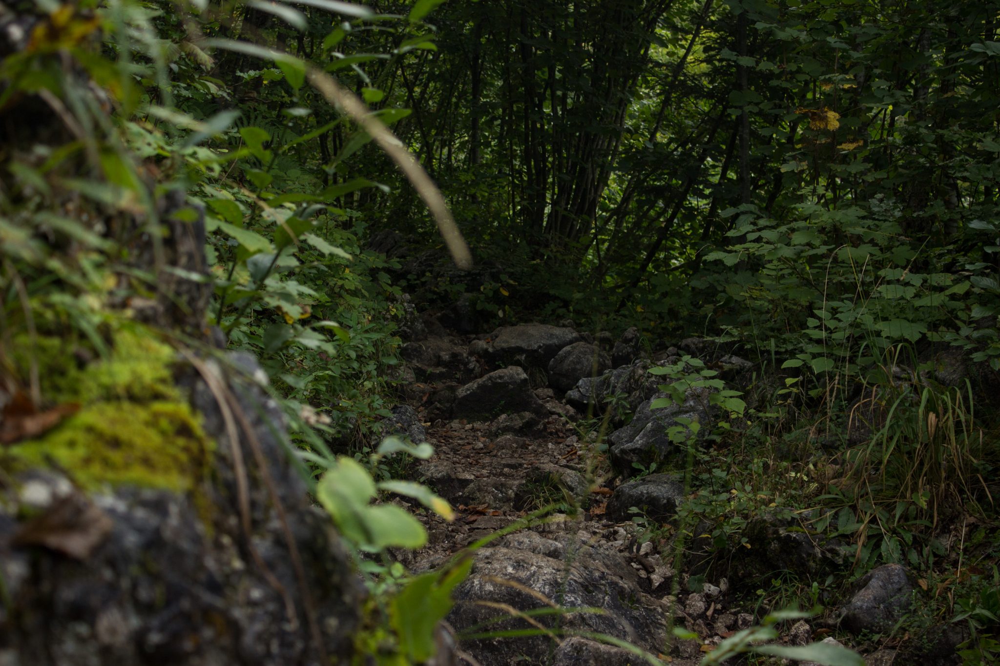 Wanderung zum Prielschutzhaus von Hinterstoder im Toten Gebirge in Oberösterreich, nach ebenem Wanderweg wird der Pfad ab Erreichen der vor einem liegenden Bergkette steil und bleibt dies bis zum Erreichen des Prielschutzhauses, erfordert einiges an Kondition, umgeben von dichtem, kühlendem Wald geht es über Stock und Stein, der Wald ist fast schon dschungelartig, macht Spaß in hohem Tempo hoch zu wandern