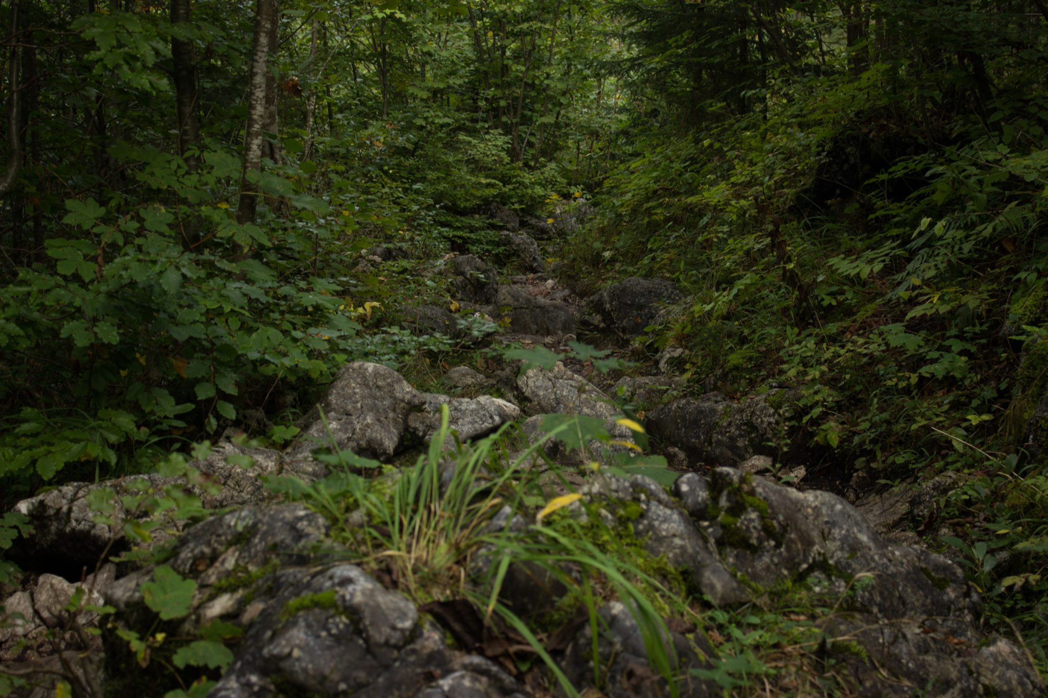 Wanderung zum Prielschutzhaus von Hinterstoder im Toten Gebirge in Oberösterreich, nach ebenem Wanderweg wird der Pfad ab Erreichen der vor einem liegenden Bergkette steil und bleibt dies bis zum Erreichen des Prielschutzhauses, erfordert einiges an Kondition, umgeben von dichtem, kühlendem Wald geht es über Stock und Stein, der Wald ist fast schon dschungelartig, macht Spaß in hohem Tempo hoch zu wandern