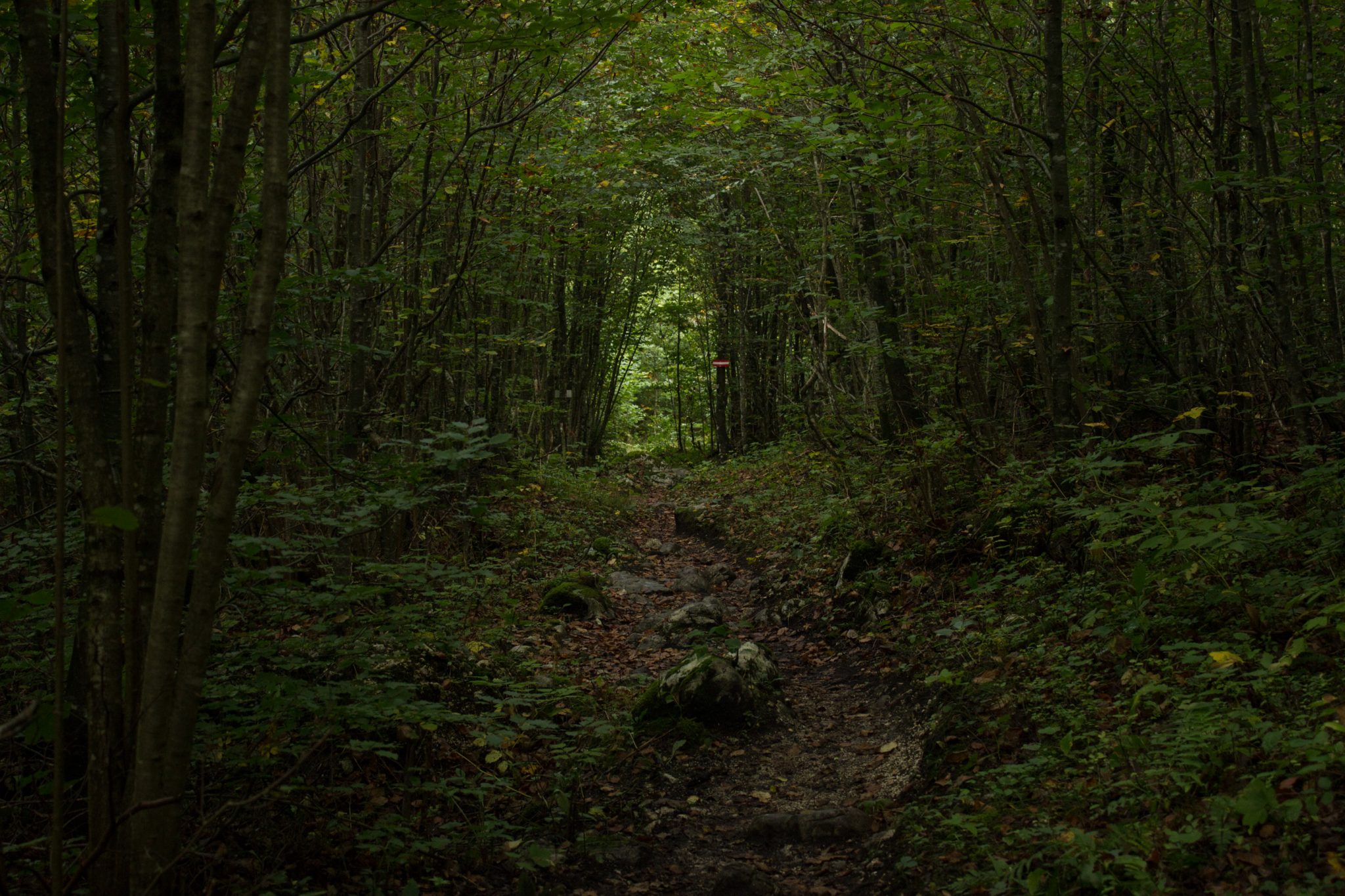 Wanderung zum Prielschutzhaus von Hinterstoder im Toten Gebirge in Oberösterreich, nach ebenem Wanderweg wird der Pfad ab Erreichen der vor einem liegenden Bergkette steil und bleibt dies bis zum Erreichen des Prielschutzhauses, erfordert einiges an Kondition, umgeben von dichtem, kühlendem Wald geht es über Stock und Stein, der Wald ist fast schon dschungelartig, macht Spaß in hohem Tempo hoch zu wandern