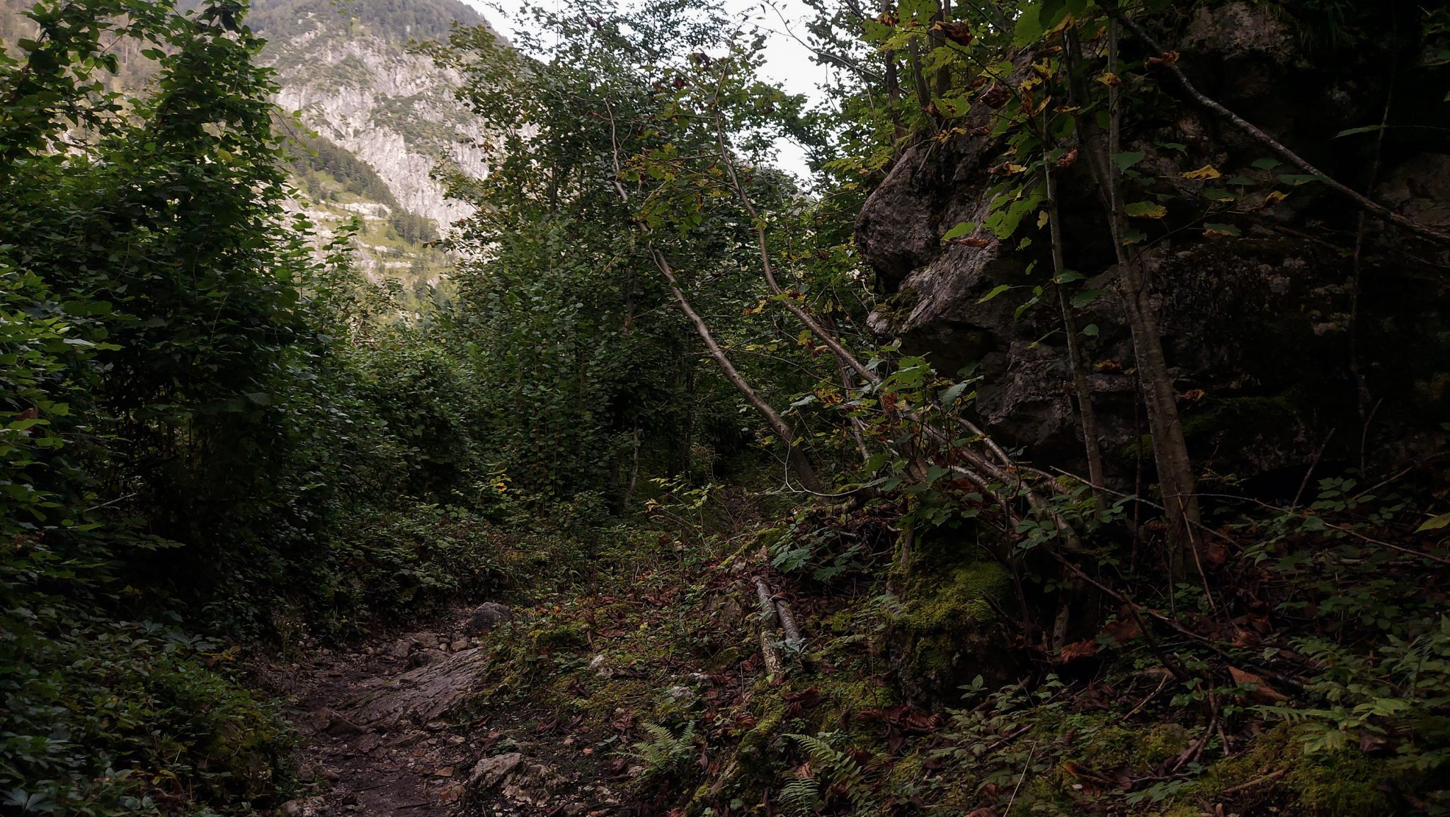 Wanderung zum Prielschutzhaus von Hinterstoder im Toten Gebirge in Oberösterreich, nach ebenem Wanderweg wird der Pfad ab Erreichen der vor einem liegenden Bergkette steil und bleibt dies bis zum Erreichen des Prielschutzhauses, erfordert einiges an Kondition, umgeben von dichtem, kühlendem Wald geht es über Stock und Stein, der Wald ist fast schon dschungelartig, immer wieder Blick auf die schönen Berge, macht Spaß in hohem Tempo hoch zu wandern