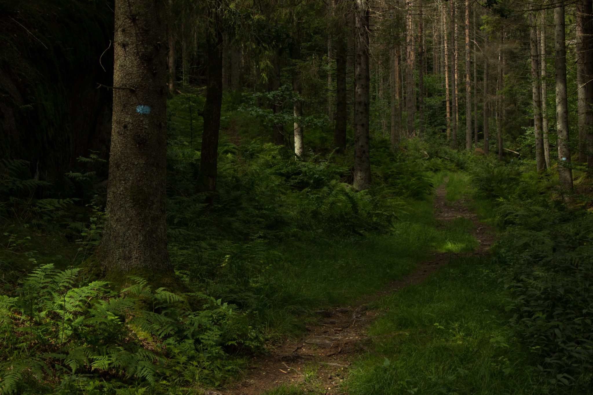 Abwechslungsreiche Waldwanderung in Südnorwegen - Start in der Nähe der Küstenstadt Larvik, Rundweg ab Parkplatz Rømminga nach Lauvesetra, schmaler Pfad durch den Wald, viele Farne und Moose am Wegesrand, hellblaue Markierung für Küstenweg