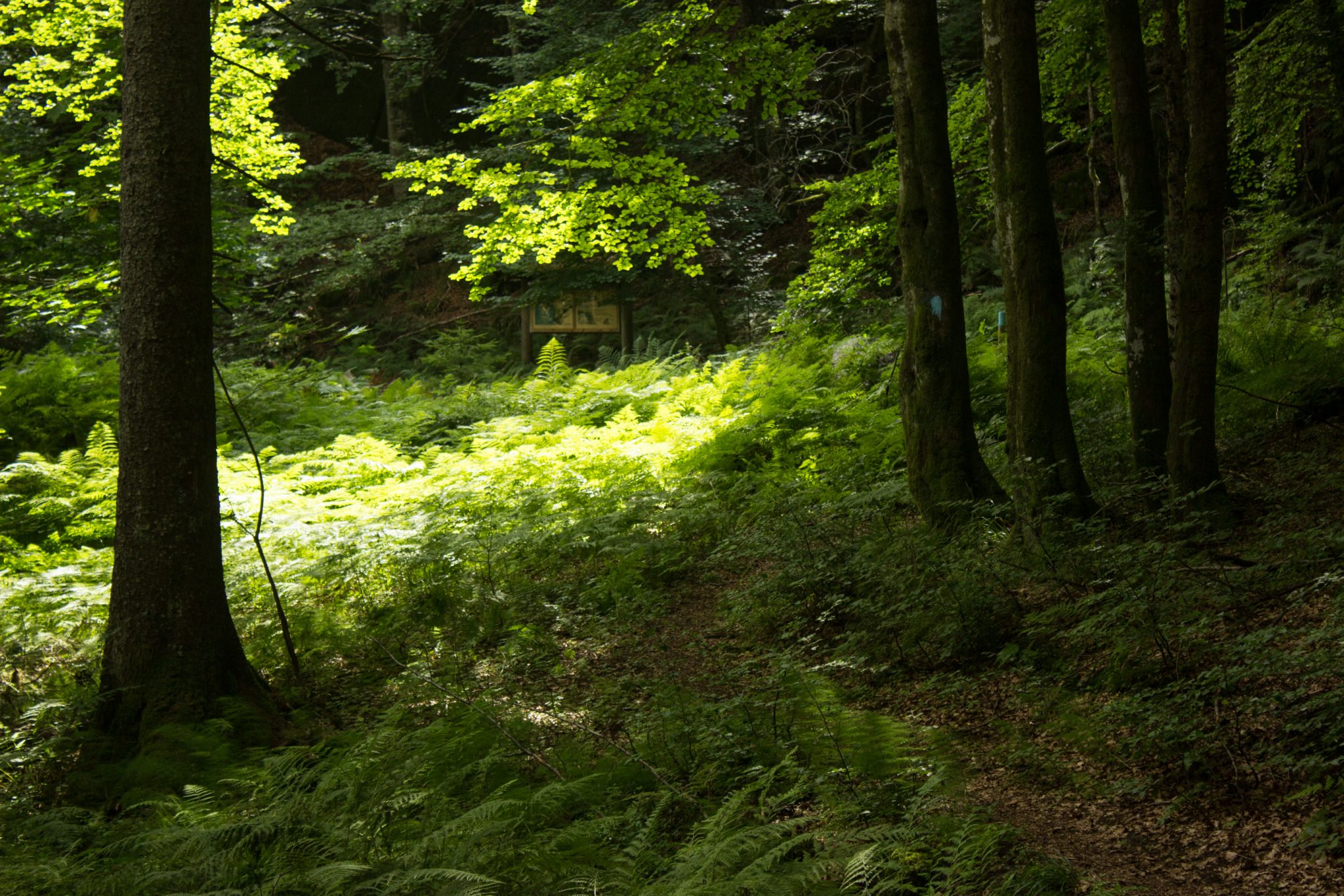 Abwechslungsreiche Waldwanderung in Südnorwegen - Start in der Nähe der Küstenstadt Larvik, Rundweg ab Parkplatz Rømminga nach Lauvesetra, schmaler Pfad durch den Wald, viele Farne und Moose am Wegesrand