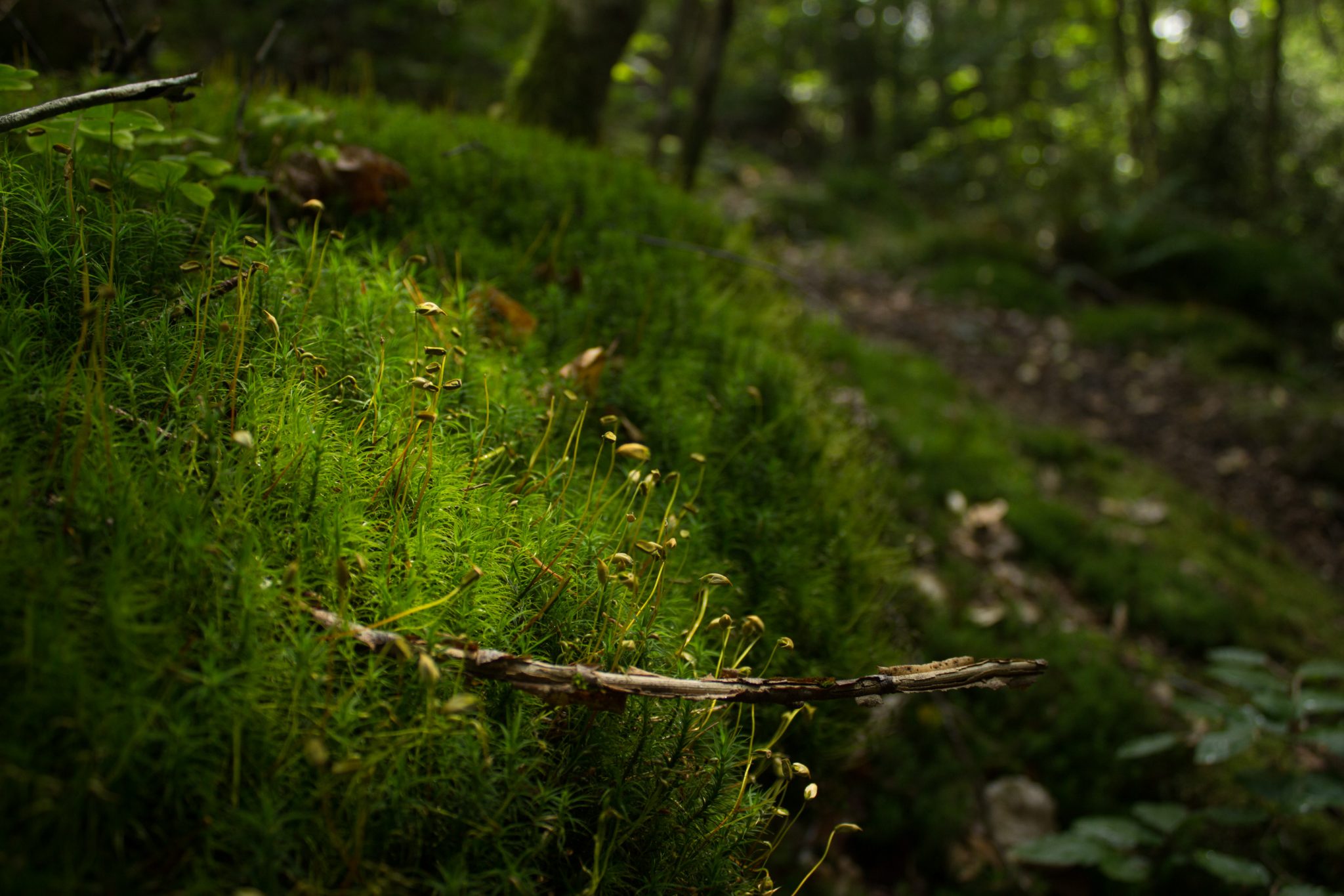 Abwechslungsreiche Waldwanderung in Südnorwegen - Start in der Nähe der Küstenstadt Larvik, Rundweg ab Parkplatz Rømminga nach Lauvesetra, schmaler Pfad durch den Wald, Nahaufnahme vom Moos am Wegesrand