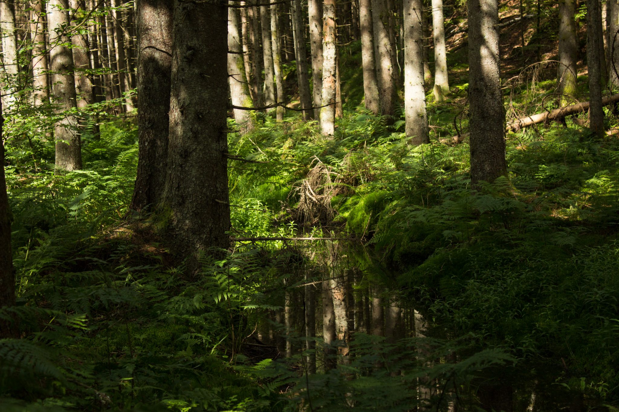 Abwechslungsreiche Waldwanderung in Südnorwegen - Start in der Nähe der Küstenstadt Larvik, Rundweg ab Parkplatz Rømminga nach Lauvesetra, schmaler Pfad durch den Wald führt an kleinem Bach mit vielen Farnen und Moosen entlang, der schöne Wald wirkt sehr ursprünglich