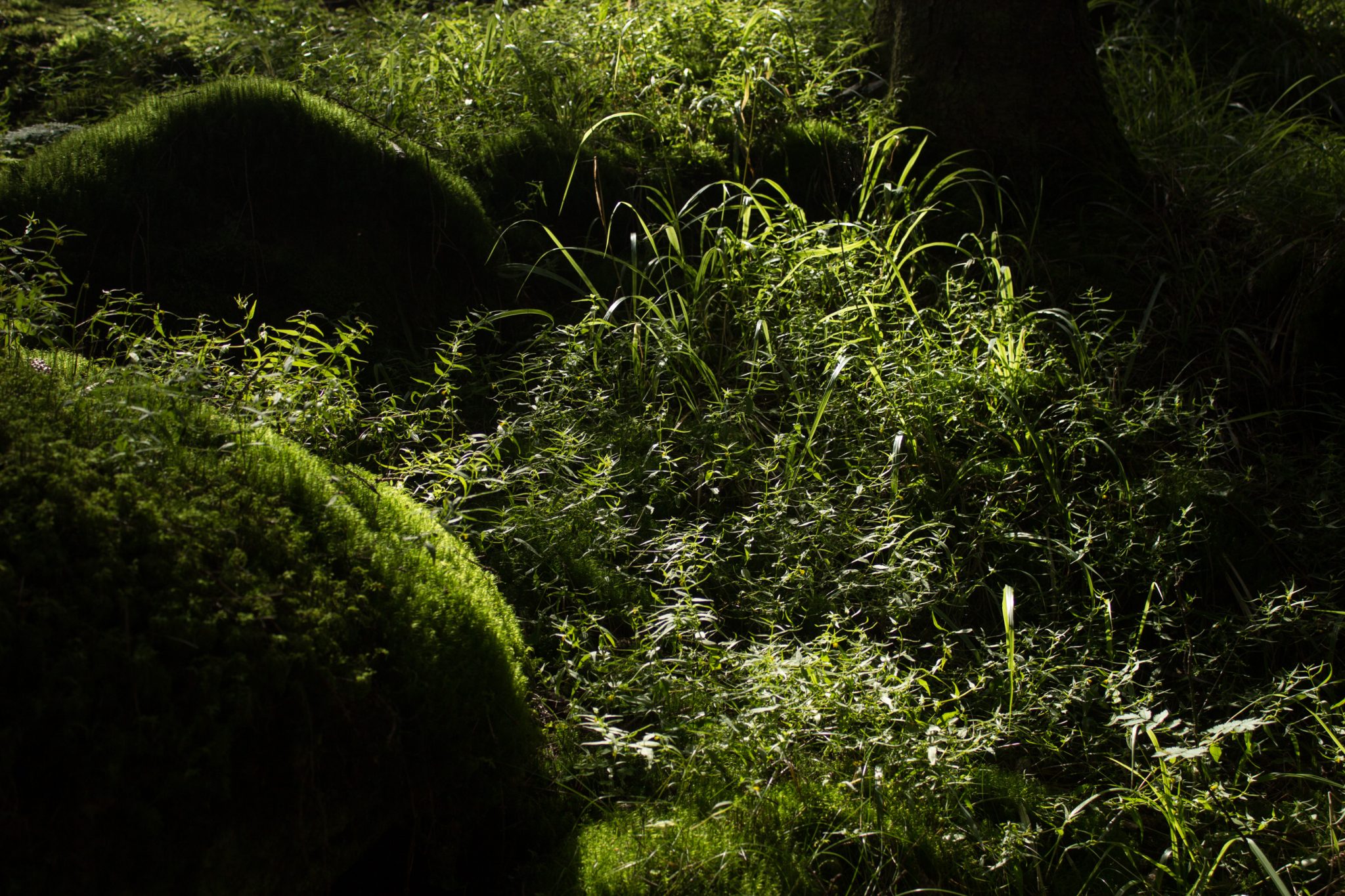 Abwechslungsreiche Waldwanderung in Südnorwegen - Start in der Nähe der Küstenstadt Larvik, Rundweg ab Parkplatz Rømminga nach Lauvesetra, sattgrüne Vegetation mit viel Moos und Gräsern