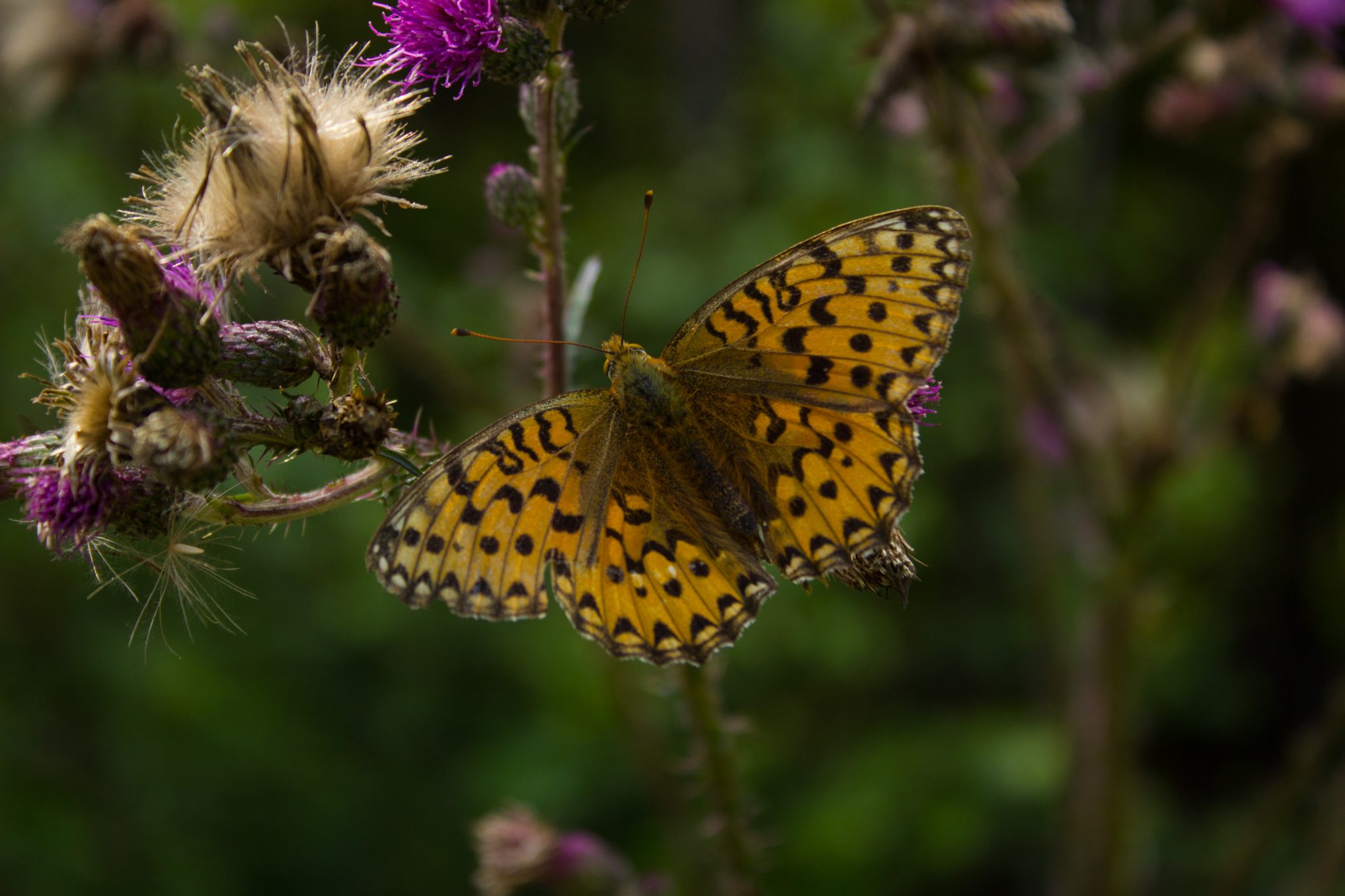 Abwechslungsreiche Waldwanderung in Südnorwegen - Start in der Nähe der Küstenstadt Larvik, Rundweg ab Parkplatz Rømminga nach Lauvesetra, schöner Schmetterling mit Blume