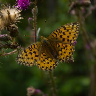 Abwechslungsreiche Waldwanderung in Südnorwegen - Start in der Nähe der Küstenstadt Larvik, Rundweg ab Parkplatz Rømminga nach Lauvesetra, schöner Schmetterling mit Blume