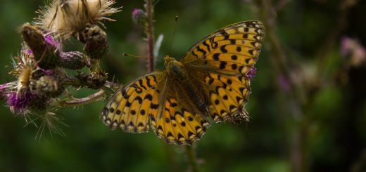 Abwechslungsreiche Waldwanderung in Südnorwegen - Start in der Nähe der Küstenstadt Larvik, Rundweg ab Parkplatz Rømminga nach Lauvesetra, schöner Schmetterling mit Blume