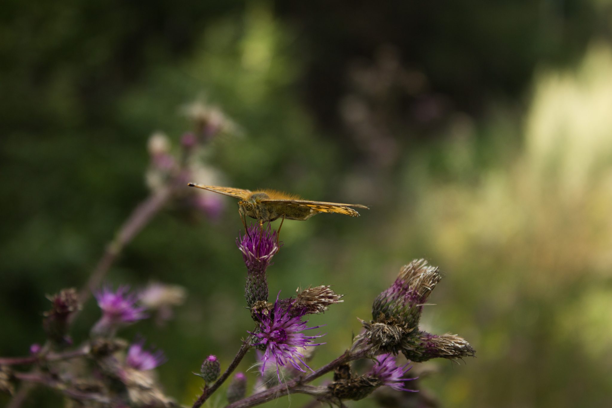 Abwechslungsreiche Waldwanderung in Südnorwegen - Start in der Nähe der Küstenstadt Larvik, Rundweg ab Parkplatz Rømminga nach Lauvesetra, schöner Schmetterling mit Blume
