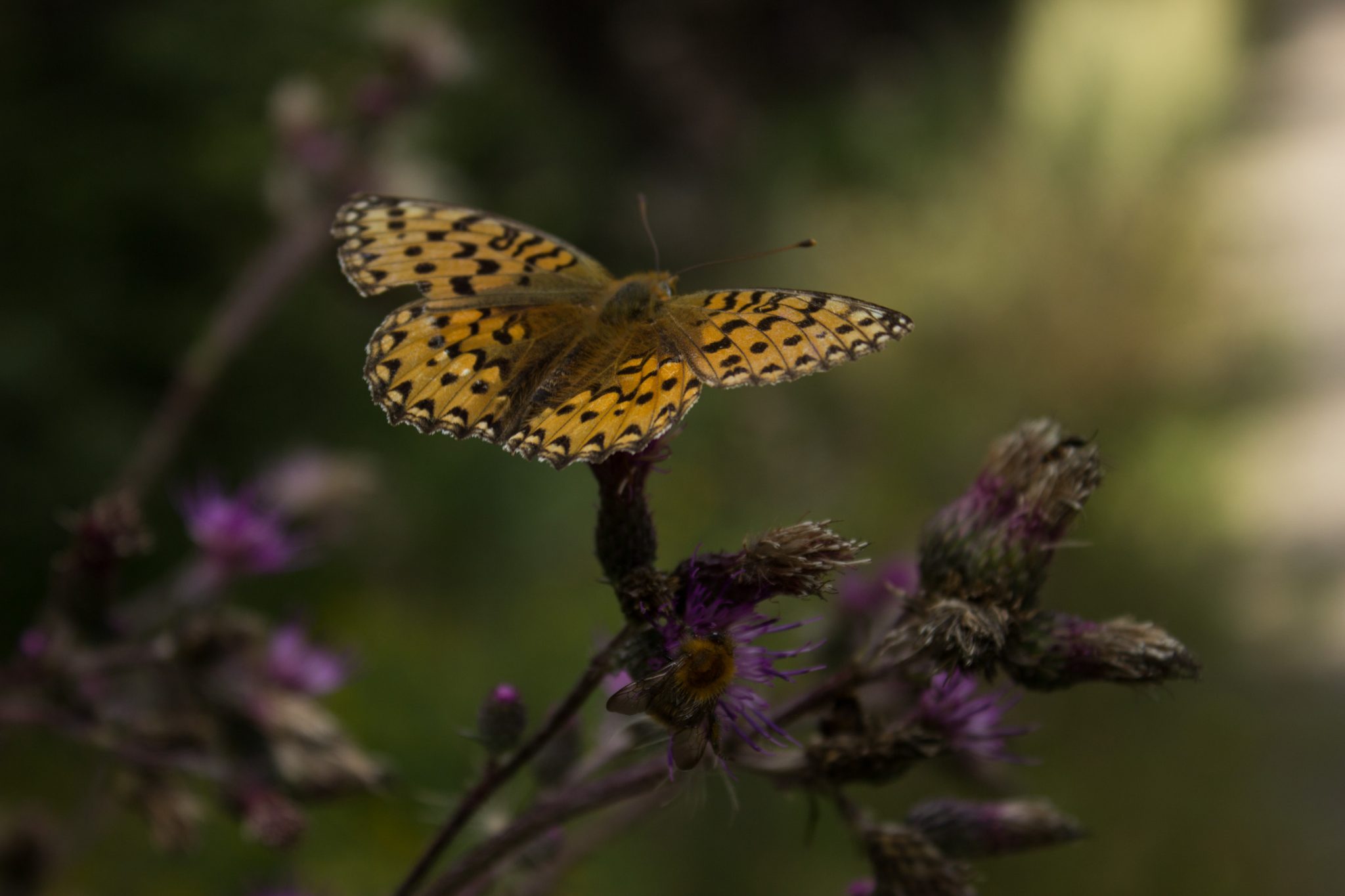 Abwechslungsreiche Waldwanderung in Südnorwegen - Start in der Nähe der Küstenstadt Larvik, Rundweg ab Parkplatz Rømminga nach Lauvesetra, schöner Schmetterling mit Blume