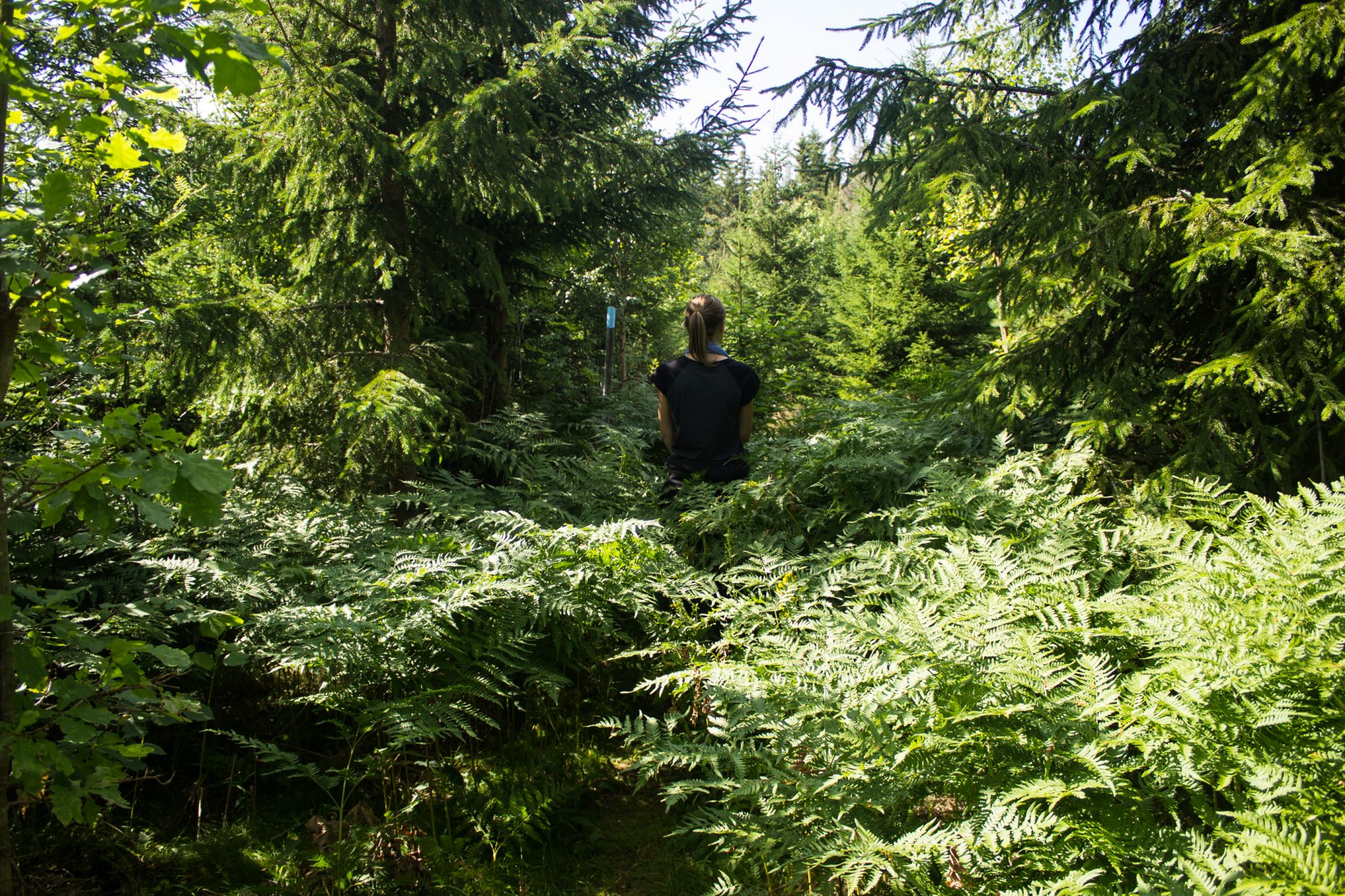 Abwechslungsreiche Waldwanderung in Südnorwegen - Start in der Nähe der Küstenstadt Larvik, Rundweg ab Parkplatz Rømminga nach Lauvesetra, Wanderer unterwegs auf sehr schmalem Pfad durch den Wald, viele hochgewachsene Farne und Moose am Wegesrand, hellblaue Markierung für Küstenweg