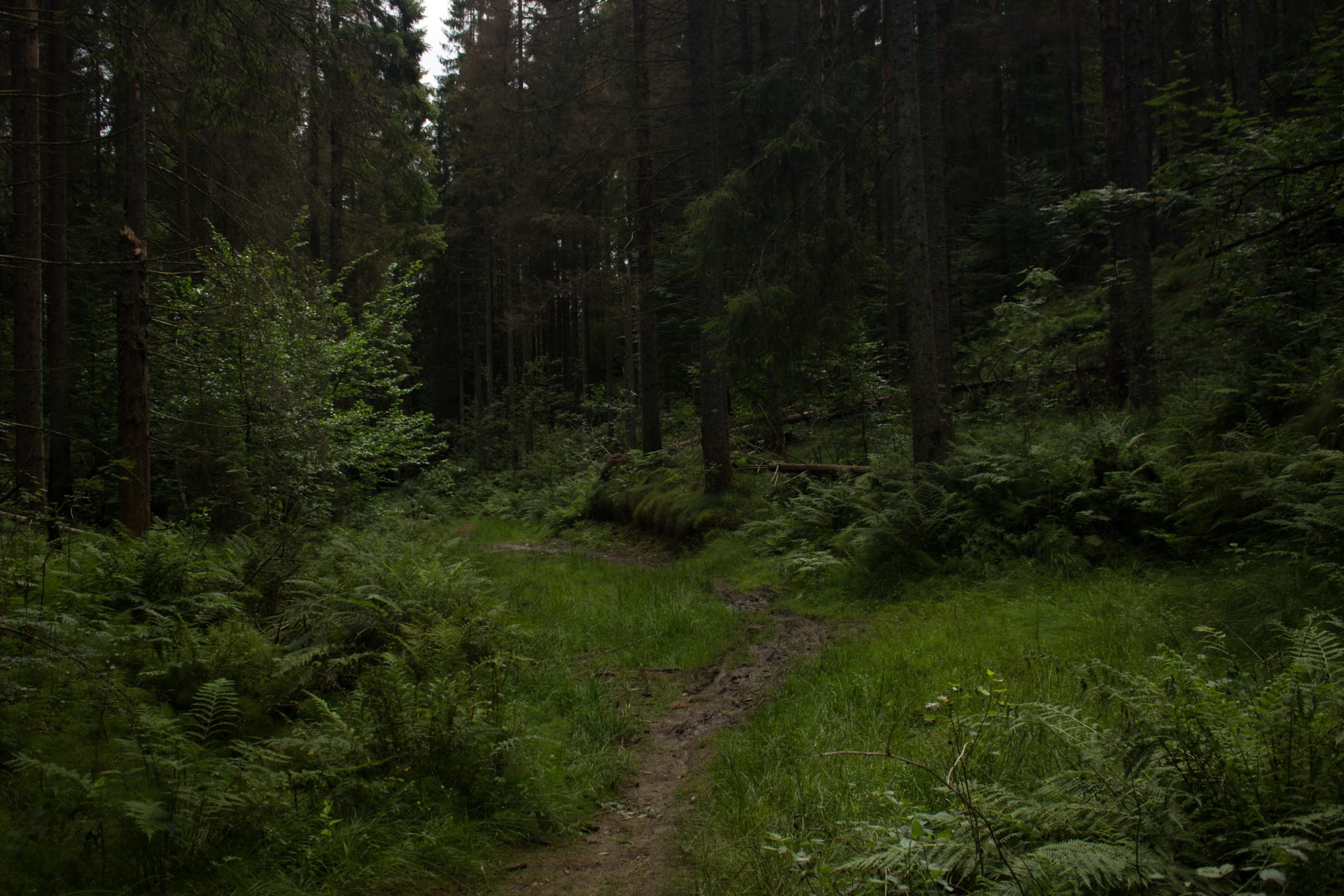 Abwechslungsreiche Waldwanderung in Südnorwegen - Start in der Nähe der Küstenstadt Larvik, Rundweg ab Parkplatz Rømminga nach Lauvesetra, schmaler Pfad durch den Wald, viele Farne und Moose am Wegesrand