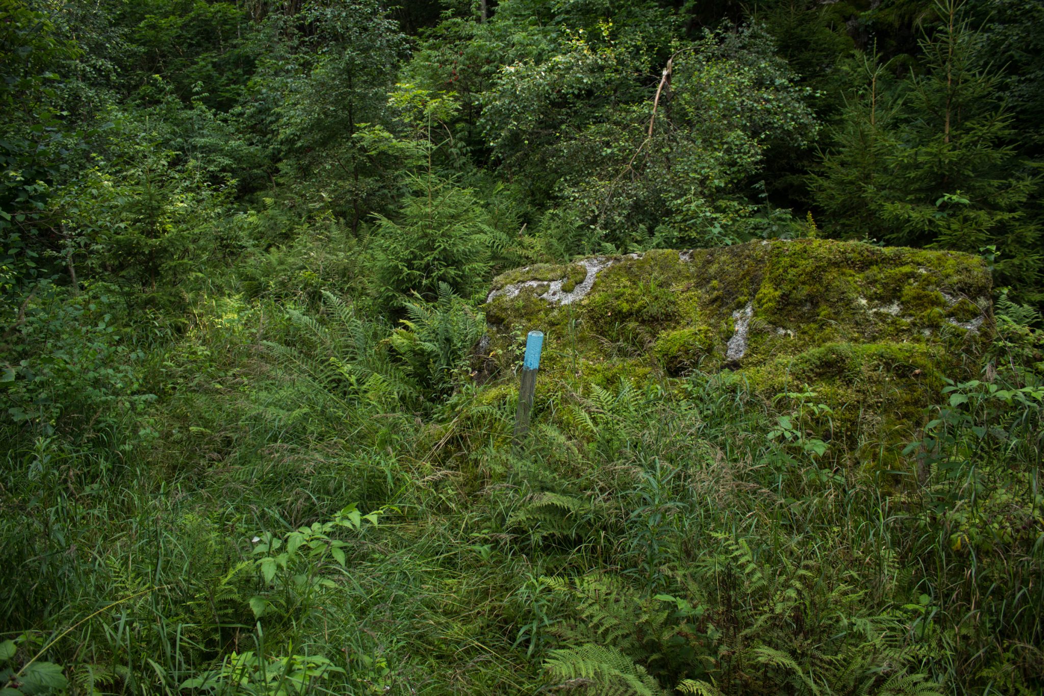 Abwechslungsreiche Waldwanderung in Südnorwegen - Start in der Nähe der Küstenstadt Larvik, Rundweg ab Parkplatz Rømminga nach Lauvesetra, unterwegs auf sehr schmalem Pfad durch den schönen Wald, viele hochgewachsene Farne und Moose am Wegesrand, hellblaue Markierung für Küstenweg
