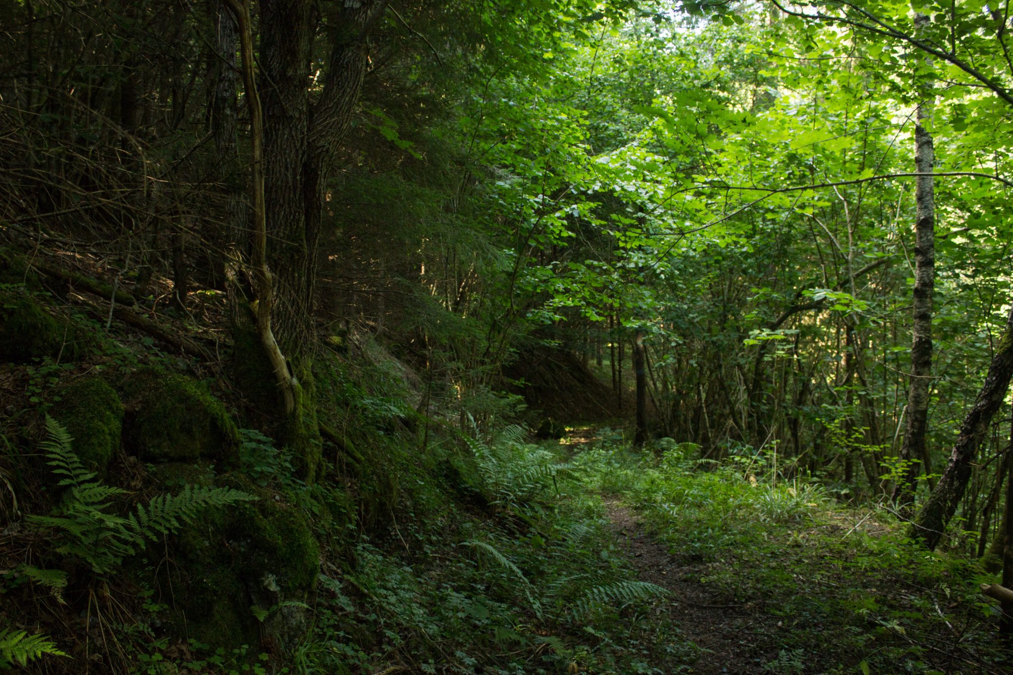 Abwechslungsreiche Waldwanderung in Südnorwegen - Start in der Nähe der Küstenstadt Larvik, Rundweg ab Parkplatz Rømminga nach Lauvesetra, unterwegs auf schmalem Pfad durch den schönen Wald, viele Farne und Moose am Wegesrand