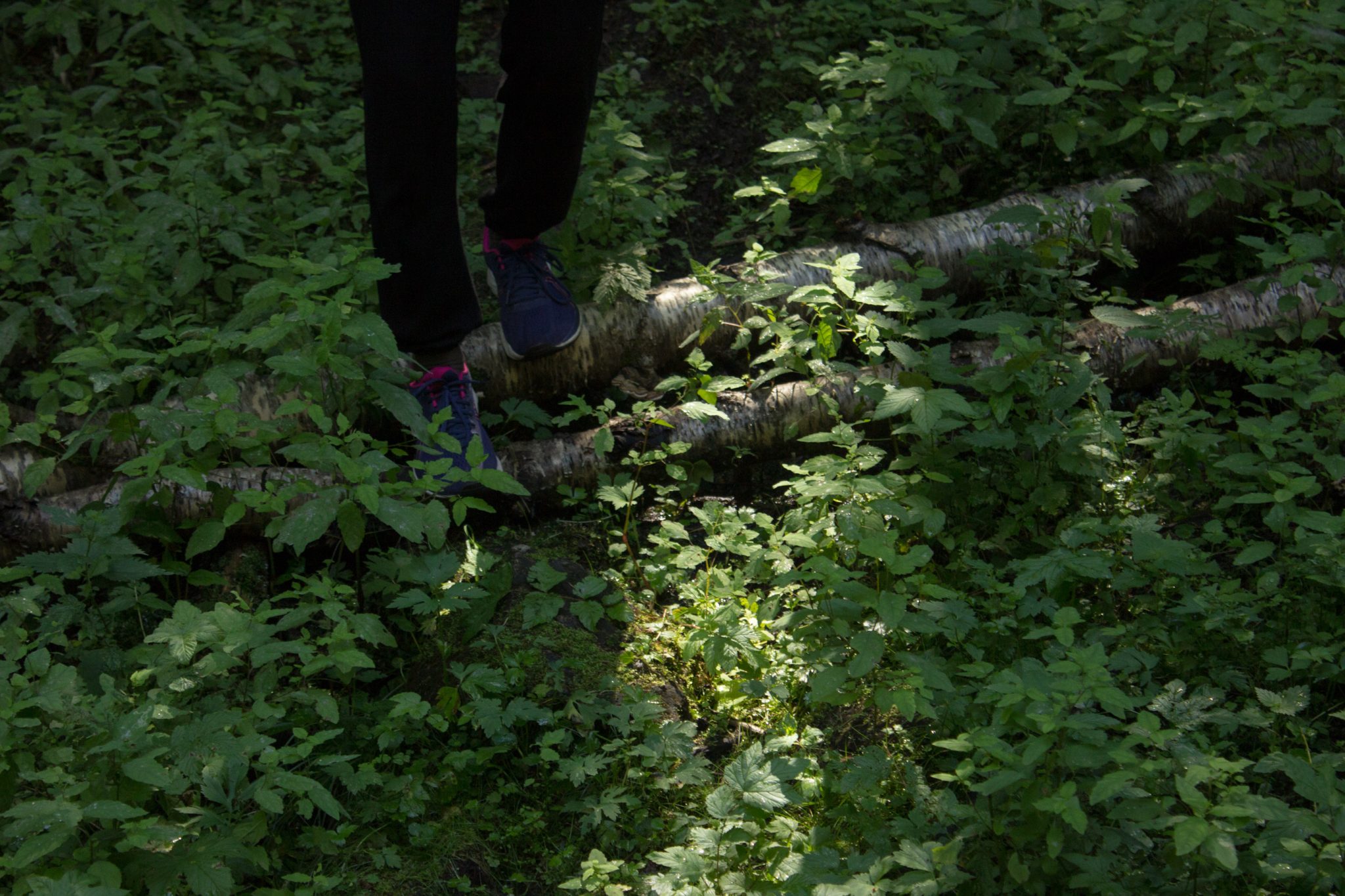 Abwechslungsreiche Waldwanderung in Südnorwegen - Start in der Nähe der Küstenstadt Larvik, Rundweg ab Parkplatz Rømminga nach Lauvesetra, Wanderer unterwegs auf sehr schmalem Pfad durch den Wald, sattgrüne Vegetation