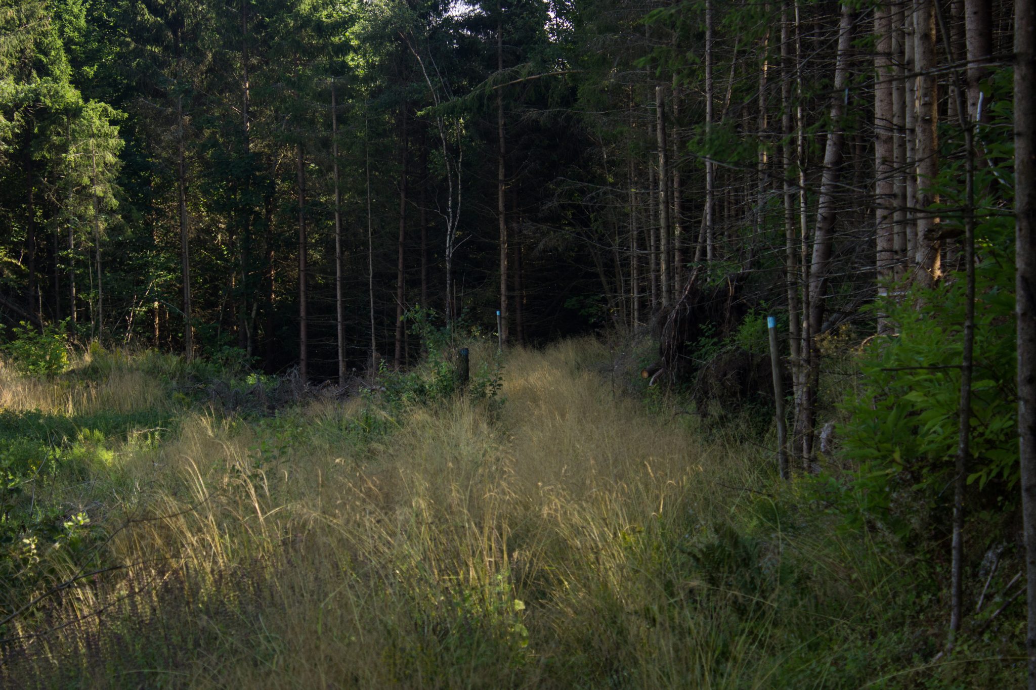Abwechslungsreiche Waldwanderung in Südnorwegen - Start in der Nähe der Küstenstadt Larvik, Rundweg ab Parkplatz Rømminga nach Lauvesetra, unterwegs auf kaum erkennbarem Pfad durch den Wald mit vielen hohen Gräsern, hellblaue Markierung für Küstenweg