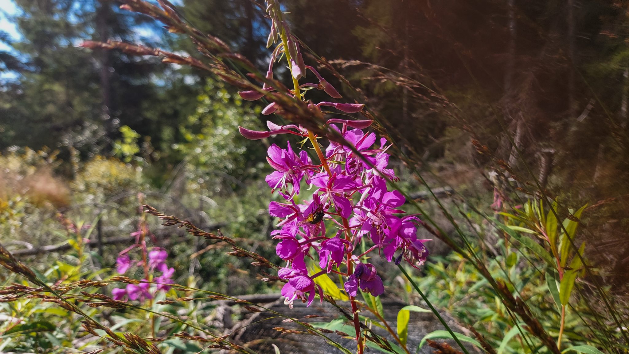 Abwechslungsreiche Waldwanderung in Südnorwegen - Start in der Nähe der Küstenstadt Larvik, Rundweg ab Parkplatz Rømminga nach Lauvesetra, pinke Blume mit Gräsern am Wegesrand