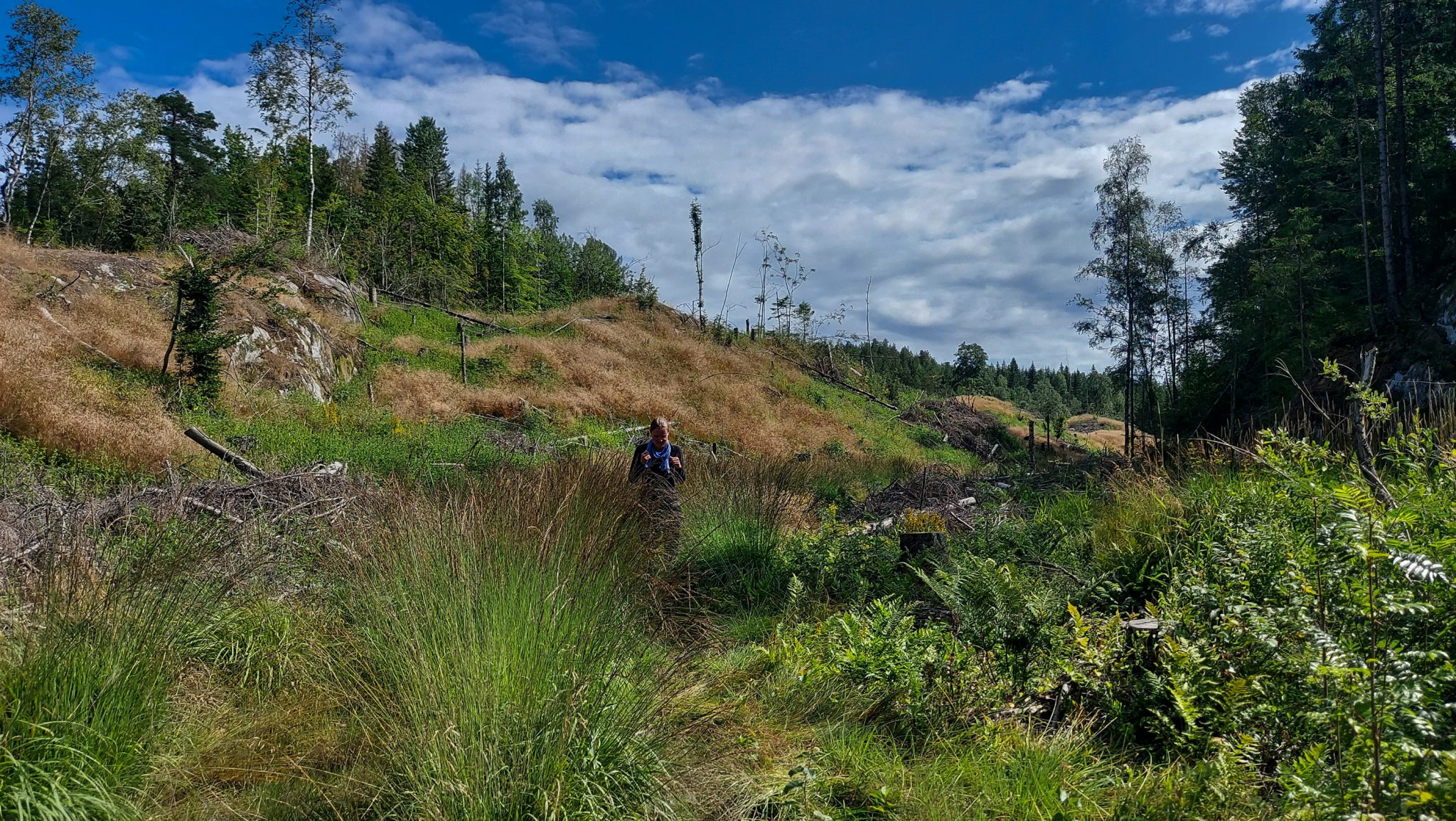 Abwechslungsreiche Waldwanderung in Südnorwegen - Start in der Nähe der Küstenstadt Larvik, Rundweg ab Parkplatz Rømminga nach Lauvesetra, Wanderer unterwegs auf kaum ersichtlichem Pfad durch sehr hohes Gras