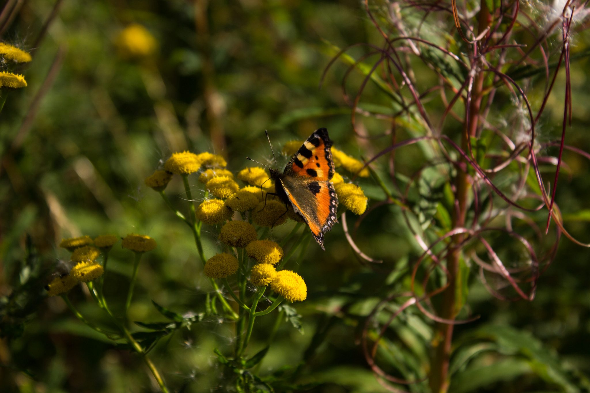 Abwechslungsreiche Waldwanderung in Südnorwegen - Start in der Nähe der Küstenstadt Larvik, Rundweg ab Parkplatz Rømminga nach Lauvesetra, Schöner Schmetterling mit Blume