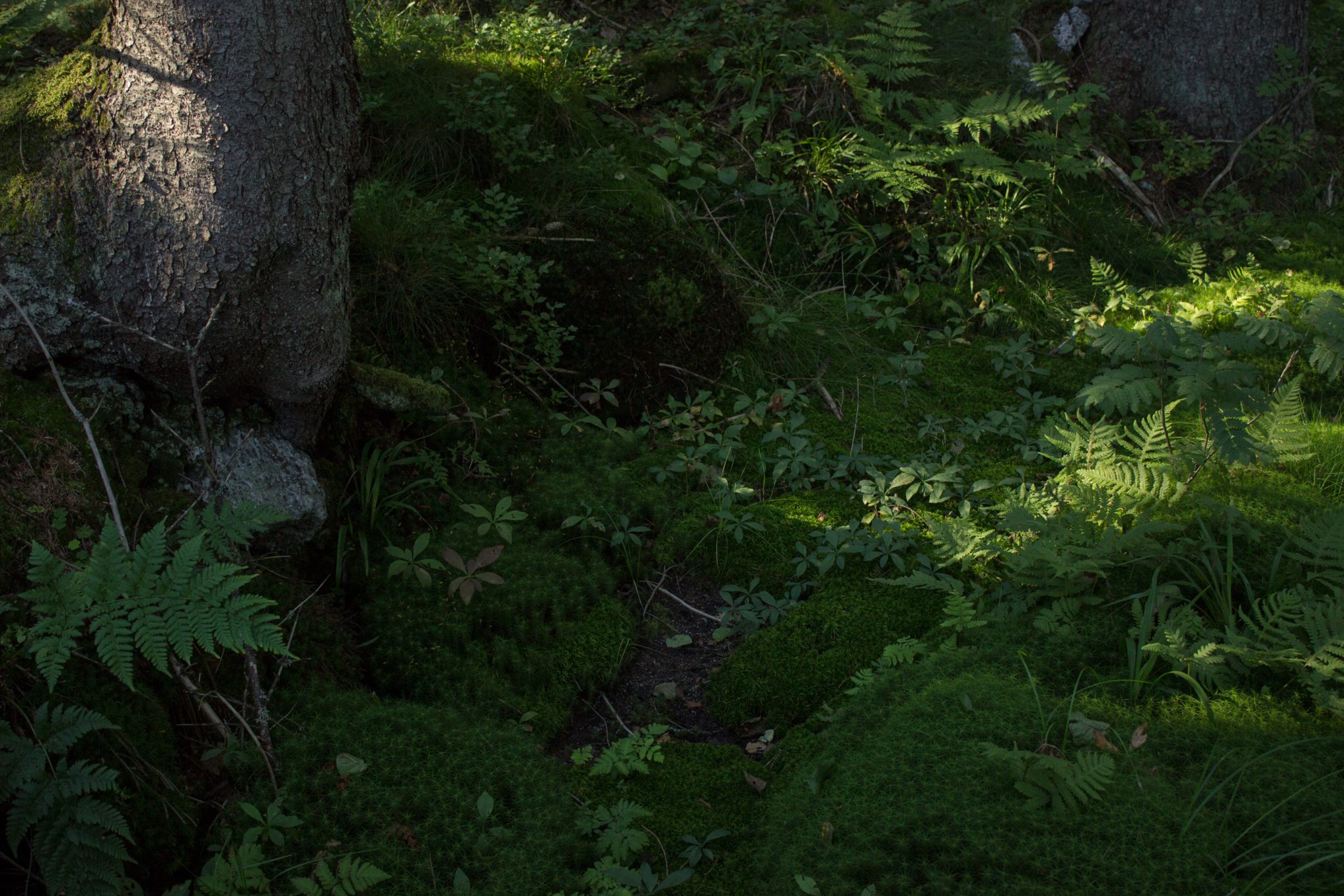 Abwechslungsreiche Waldwanderung in Südnorwegen - Start in der Nähe der Küstenstadt Larvik, Rundweg ab Parkplatz Rømminga nach Lauvesetra, unterwegs auf sehr schmalem Pfad durch den schönen Wald, viele Farne und Moose am Wegesrand, sattgrüne Vegetation, Waldbaden