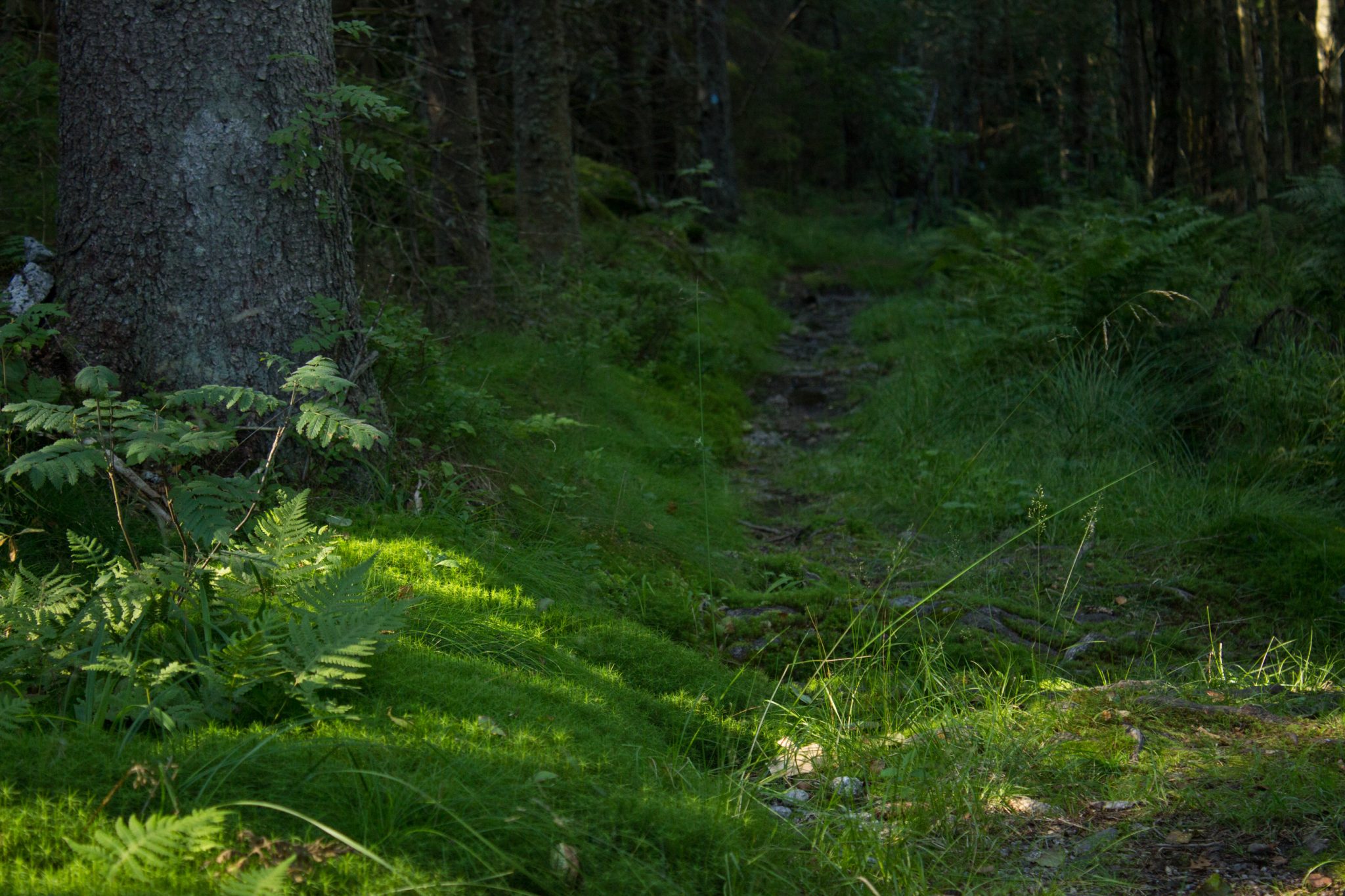 Abwechslungsreiche Waldwanderung in Südnorwegen - Start in der Nähe der Küstenstadt Larvik, Rundweg ab Parkplatz Rømminga nach Lauvesetra, unterwegs auf sehr schmalem Pfad durch den schönen Wald, viele Farne und Moose am Wegesrand, sattgrüne Vegetation, Waldbaden