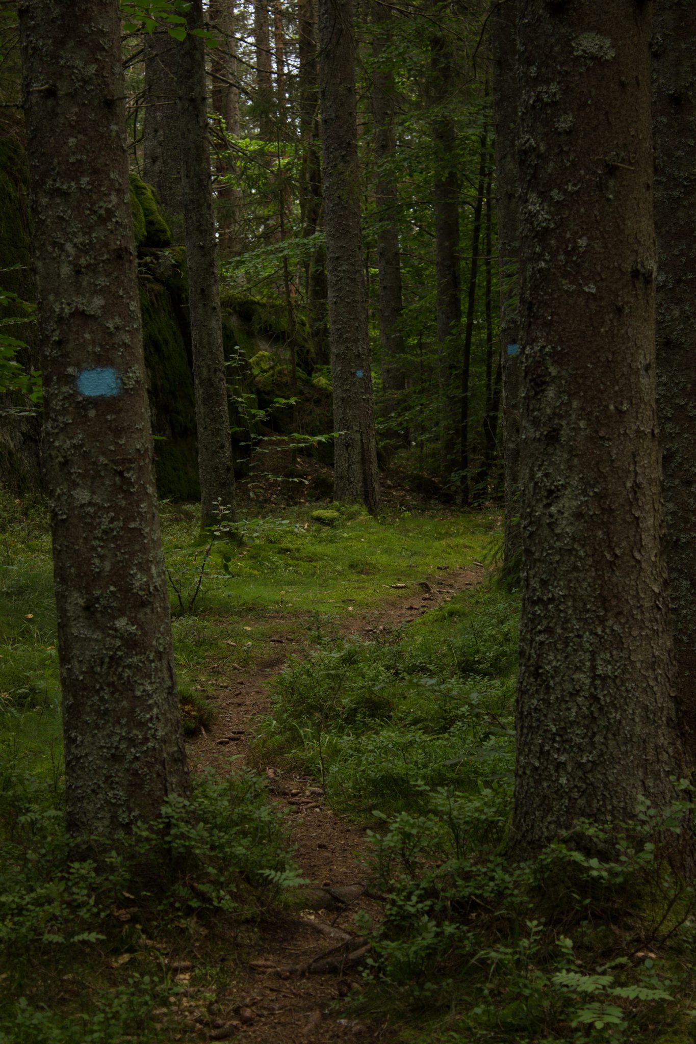 Abwechslungsreiche Waldwanderung in Südnorwegen - Start in der Nähe der Küstenstadt Larvik, Rundweg ab Parkplatz Rømminga nach Lauvesetra, schmaler Pfad durch den Wald, viele Farne und Moose am Wegesrand, hellblaue Markierung für Küstenweg