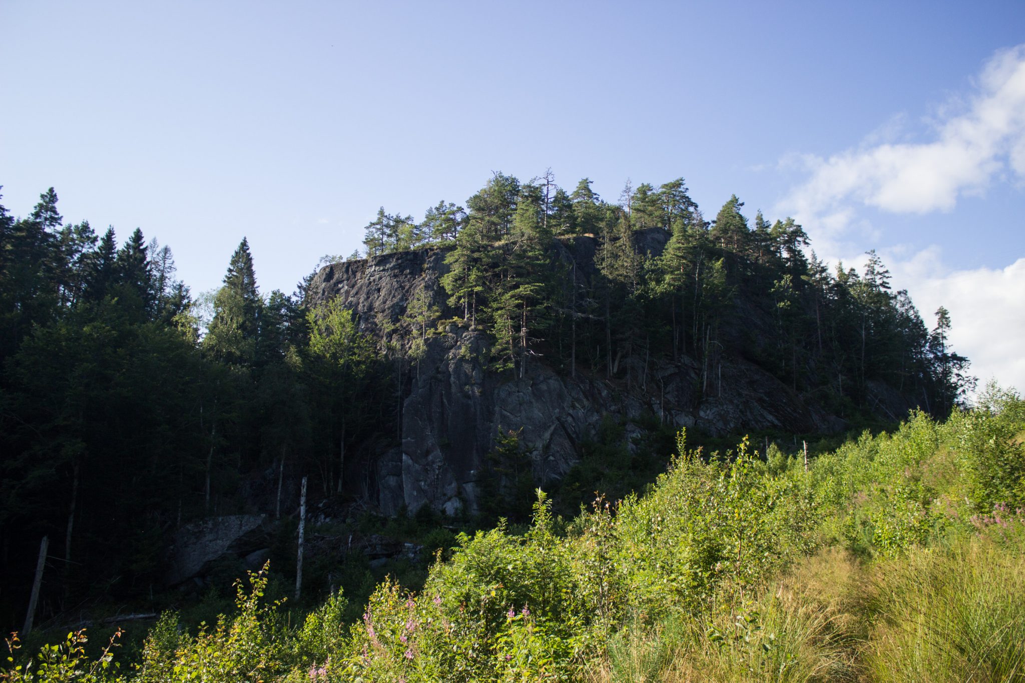 Abwechslungsreiche Waldwanderung in Südnorwegen - Start in der Nähe der Küstenstadt Larvik, Rundweg ab Parkplatz Rømminga nach Lauvesetra, unterwegs auf kaum ersichtlichem Pfad durch hohe Gräser, Blick auf kleinen mit Bäumen bewachsenen Berg