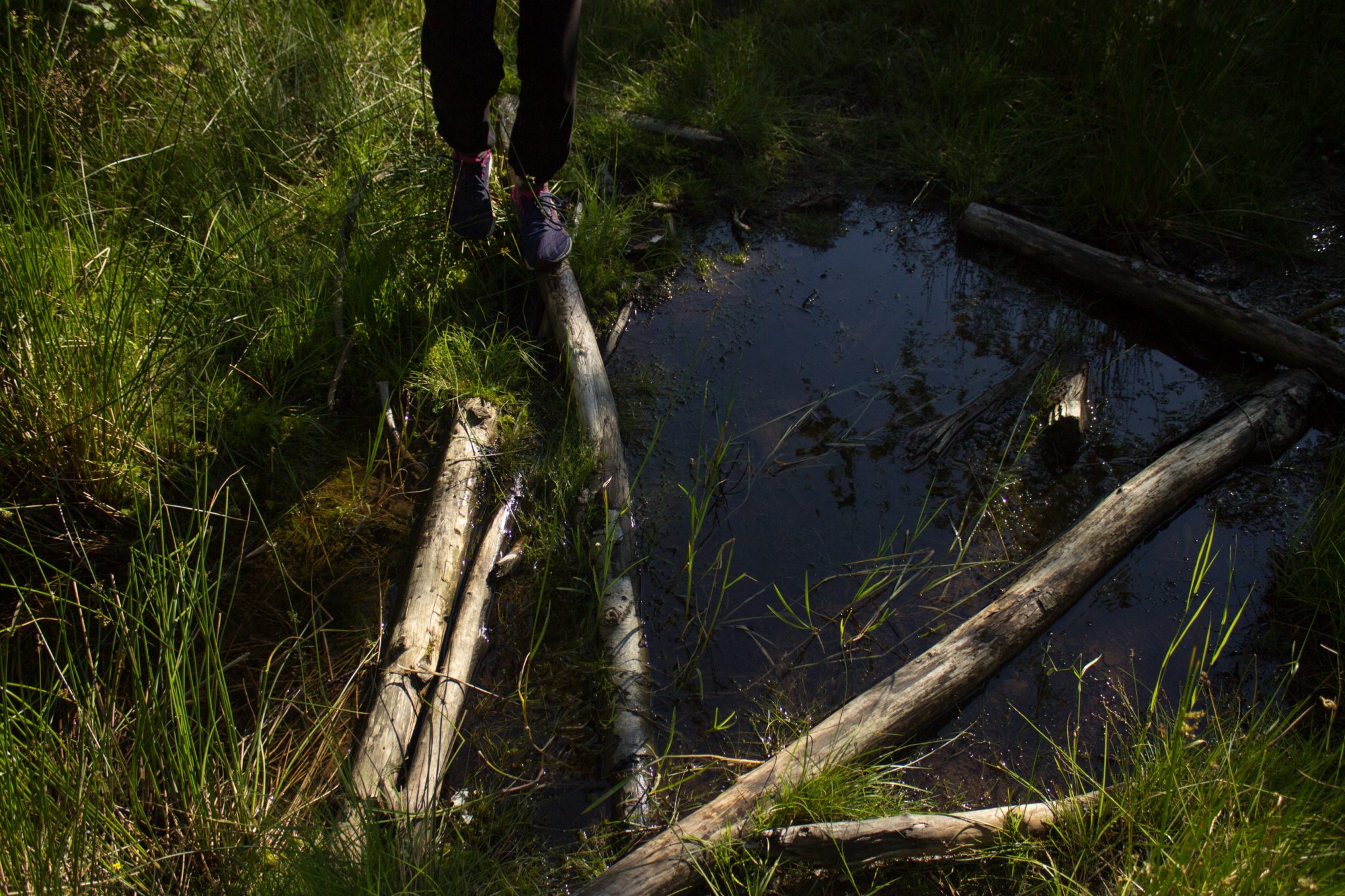 Abwechslungsreiche Waldwanderung in Südnorwegen - Start in der Nähe der Küstenstadt Larvik, Rundweg ab Parkplatz Rømminga nach Lauvesetra, Wanderer überquert sumpfigen Abschnitt des Wanderwegs, sehr schmaler Pfad durch den Wald, sattgrüne Vegetation