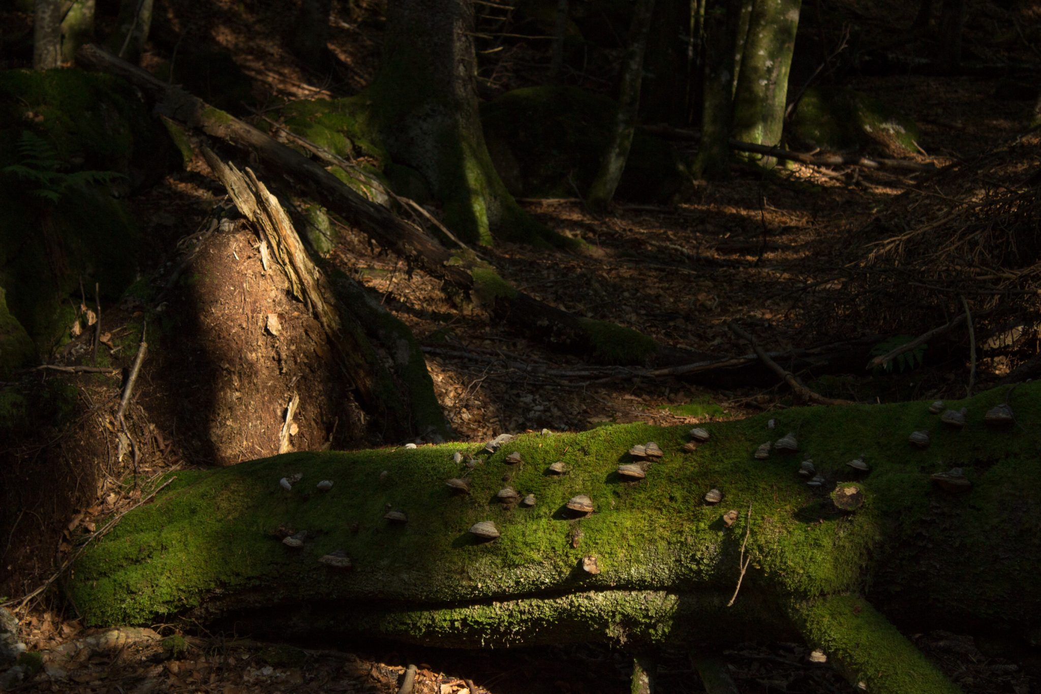 Abwechslungsreiche Waldwanderung in Südnorwegen - Start in der Nähe der Küstenstadt Larvik, Rundweg ab Parkplatz Rømminga nach Lauvesetra, unterwegs auf schmalem Wanderweg durch den Wald, Pilze und Moose wachsen an totem Baumstamm, sattgrüne Vegetation