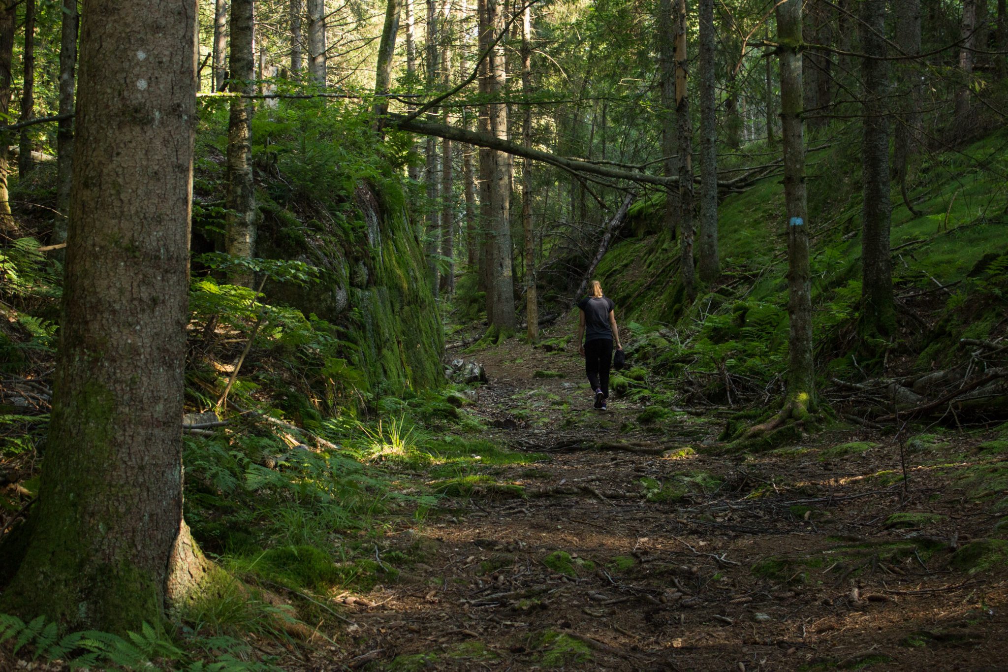 Abwechslungsreiche Waldwanderung in Südnorwegen - Start in der Nähe der Küstenstadt Larvik, Rundweg ab Parkplatz Rømminga nach Lauvesetra, Wanderer unterwegs auf Wanderweg durch den Wald, viele Farne und Moose am Wegesrand, hellblaue Markierung für Küstenweg