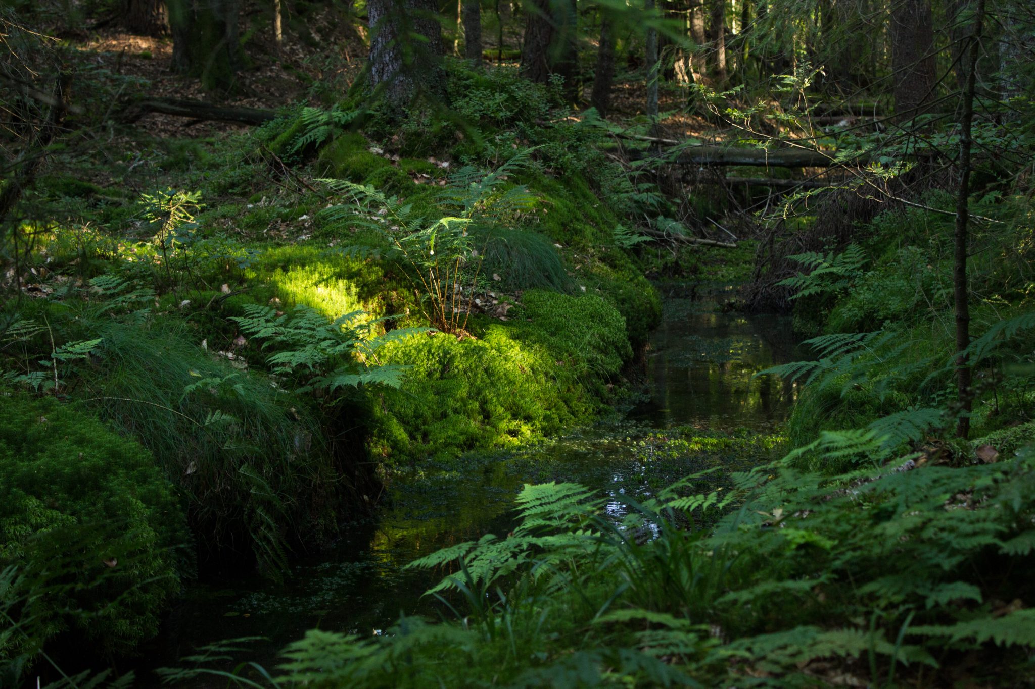 Abwechslungsreiche Waldwanderung in Südnorwegen - Start in der Nähe der Küstenstadt Larvik, Rundweg ab Parkplatz Rømminga nach Lauvesetra, schmaler Pfad durch den Wald führt an kleinem Bach mit vielen Farnen und Moosen entlang, der schöne Wald wirkt sehr ursprünglich