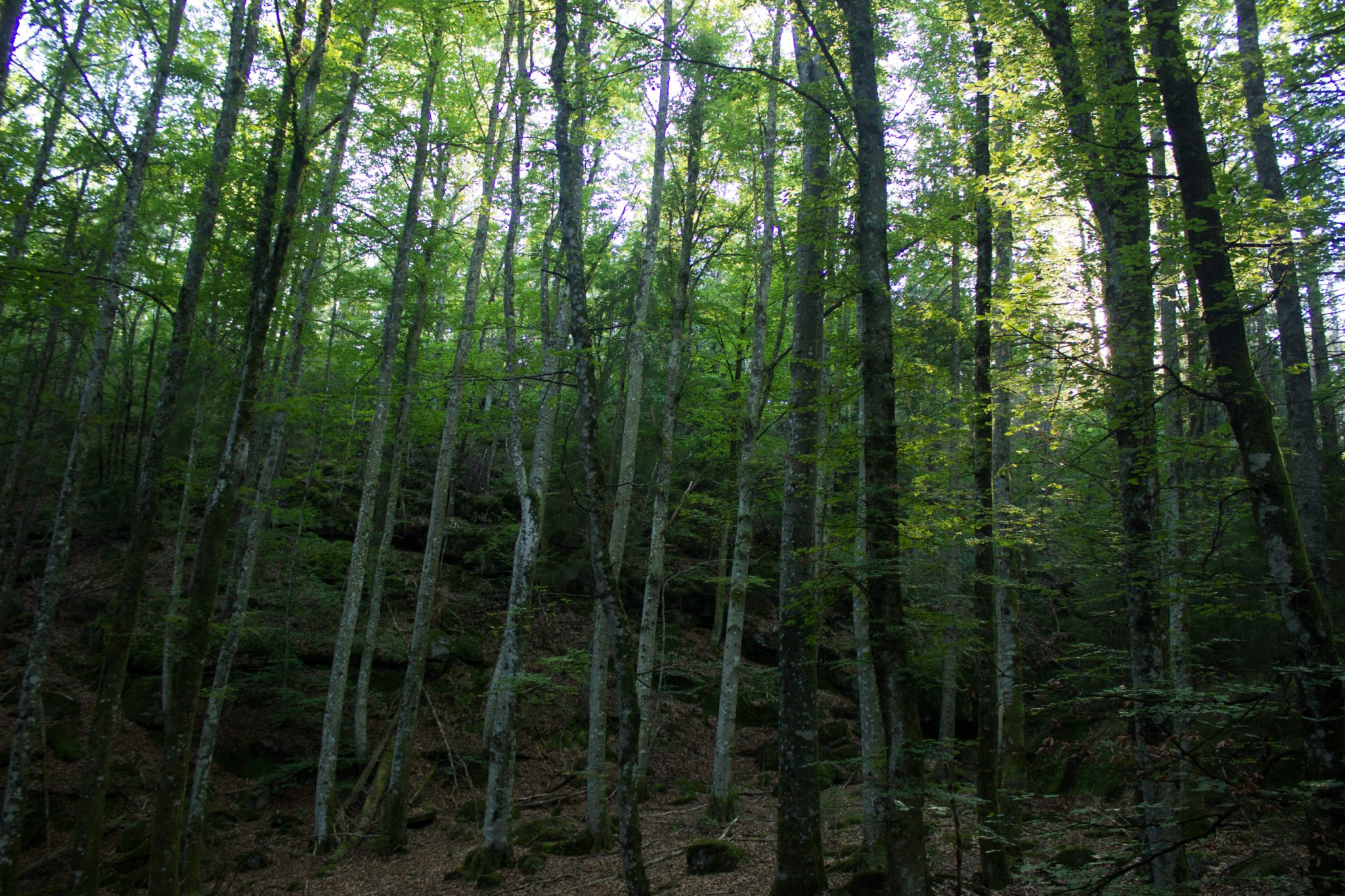 Abwechslungsreiche Waldwanderung in Südnorwegen - Start in der Nähe der Küstenstadt Larvik, Rundweg ab Parkplatz Rømminga nach Lauvesetra, Wanderweg durch schönen Laubwald