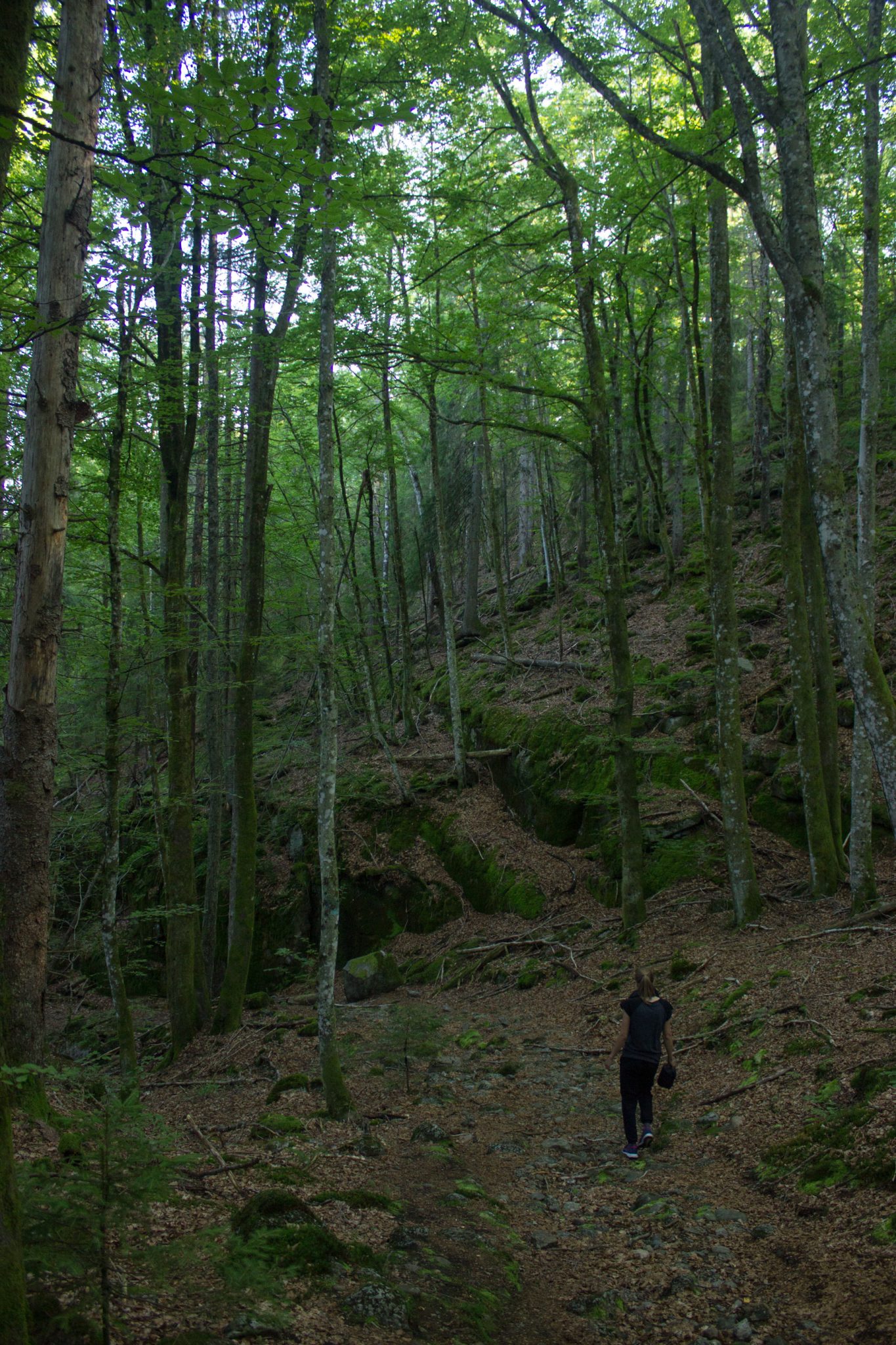 Abwechslungsreiche Waldwanderung in Südnorwegen - Start in der Nähe der Küstenstadt Larvik, Rundweg ab Parkplatz Rømminga nach Lauvesetra, Wanderer unterwegs auf Wanderweg durch schönen Wald, Weg verläuft leicht bergab an moosbewachsenen Felsen entlang