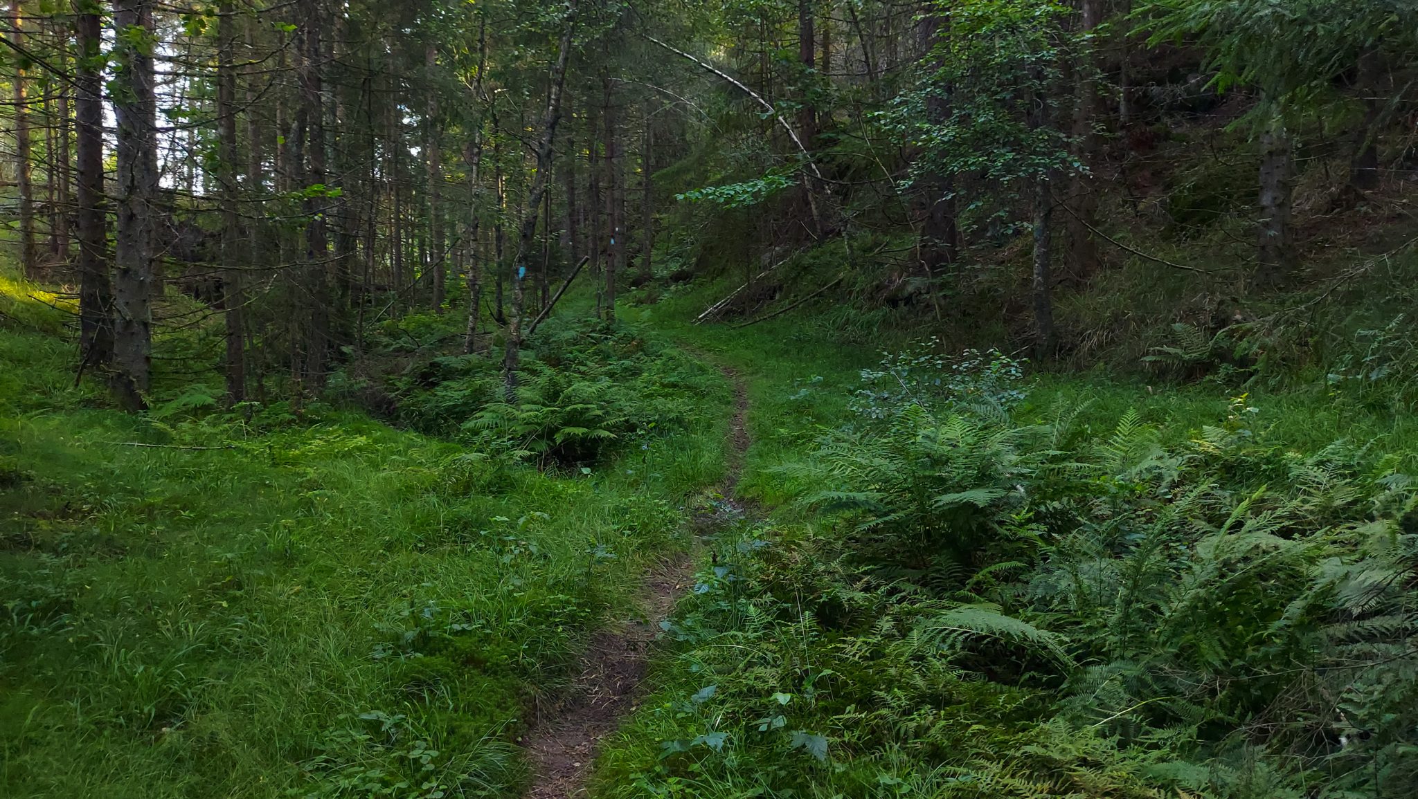 Abwechslungsreiche Waldwanderung in Südnorwegen - Start in der Nähe der Küstenstadt Larvik, Rundweg ab Parkplatz Rømminga nach Lauvesetra, schmaler Pfad durch den schönen Wald, viele Farne und Moose am Wegesrand, hellblaue Markierung für Küstenweg