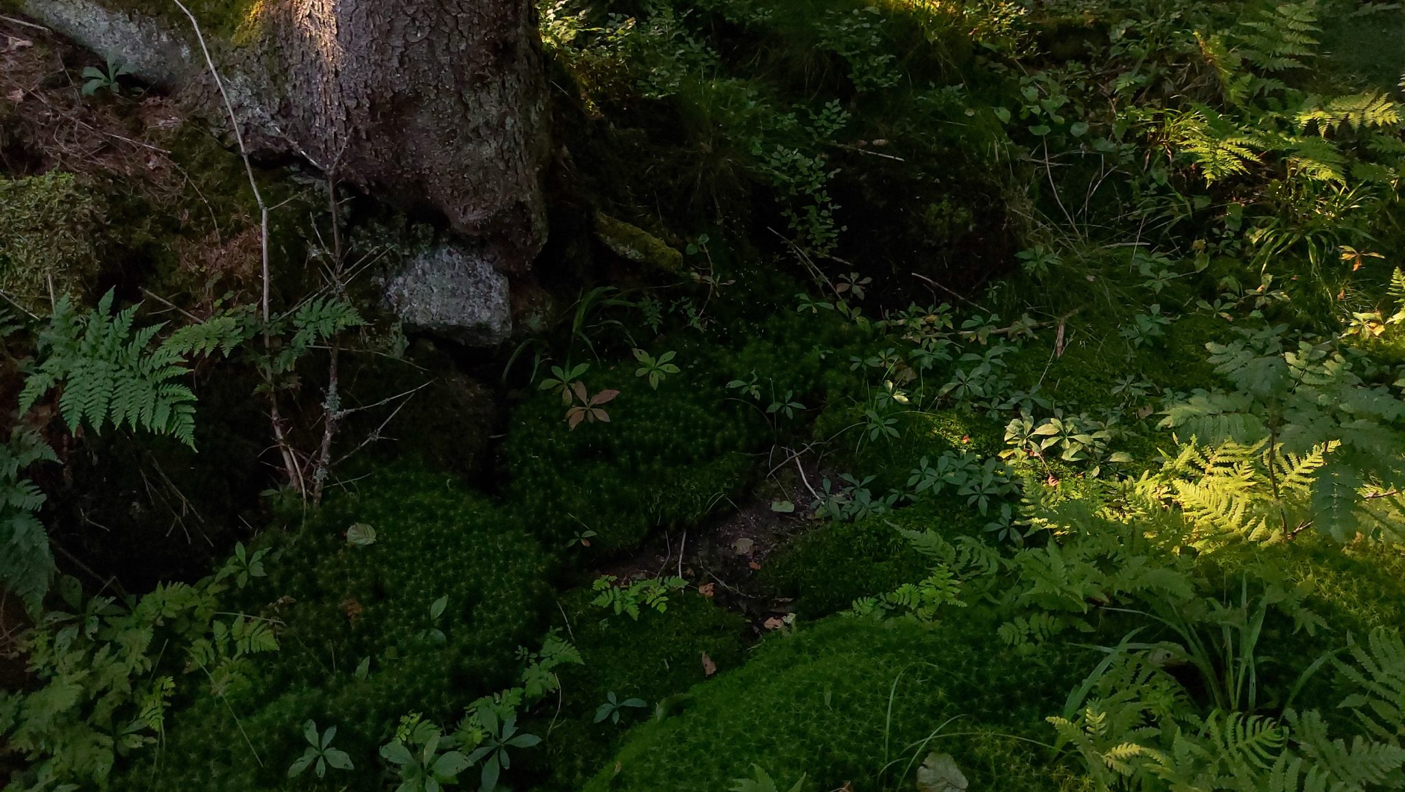 Abwechslungsreiche Waldwanderung in Südnorwegen - Start in der Nähe der Küstenstadt Larvik, Rundweg ab Parkplatz Rømminga nach Lauvesetra, schmaler Pfad durch den Wald mit vielen Farnen und Moosen