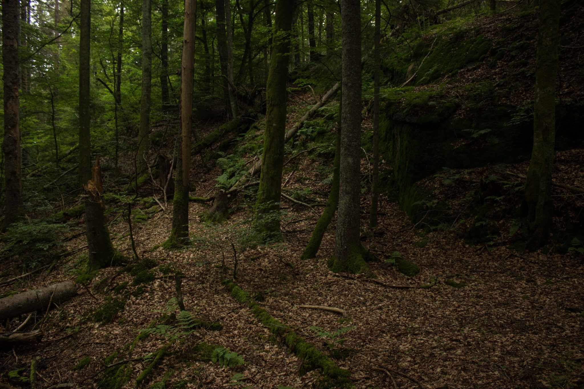 Abwechslungsreiche Waldwanderung in Südnorwegen - Start in der Nähe der Küstenstadt Larvik, Rundweg ab Parkplatz Rømminga nach Lauvesetra, schmaler Pfad durch den Wald, umgefallene Bäume werden liegen gelassen im schönen Wald