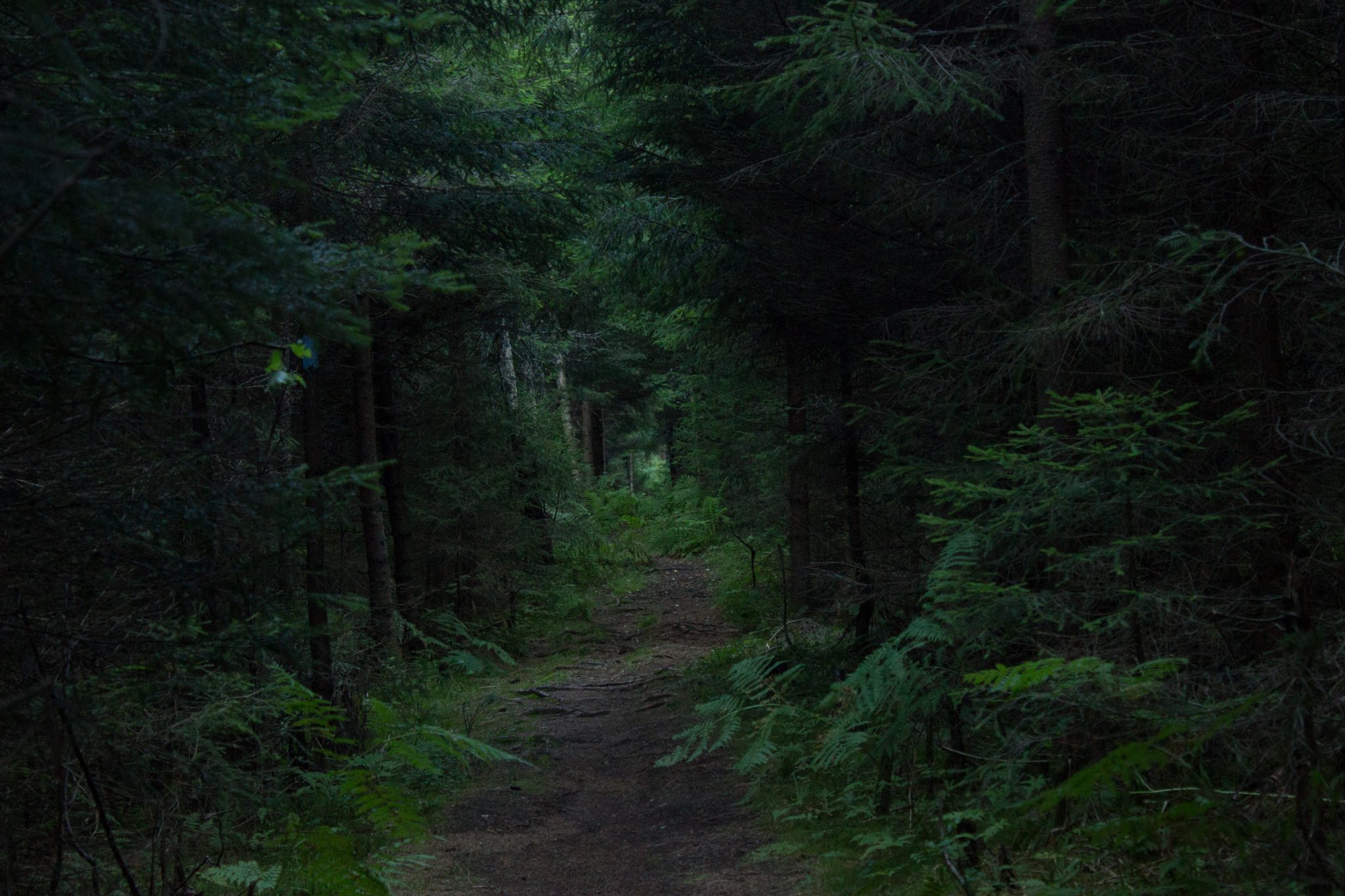 Abwechslungsreiche Waldwanderung in Südnorwegen - Start in der Nähe der Küstenstadt Larvik, Rundweg ab Parkplatz Rømminga nach Lauvesetra, schöner Wanderweg durch den Wald, viele Farne und Moose am Wegesrand, sattgrüne Vegetation