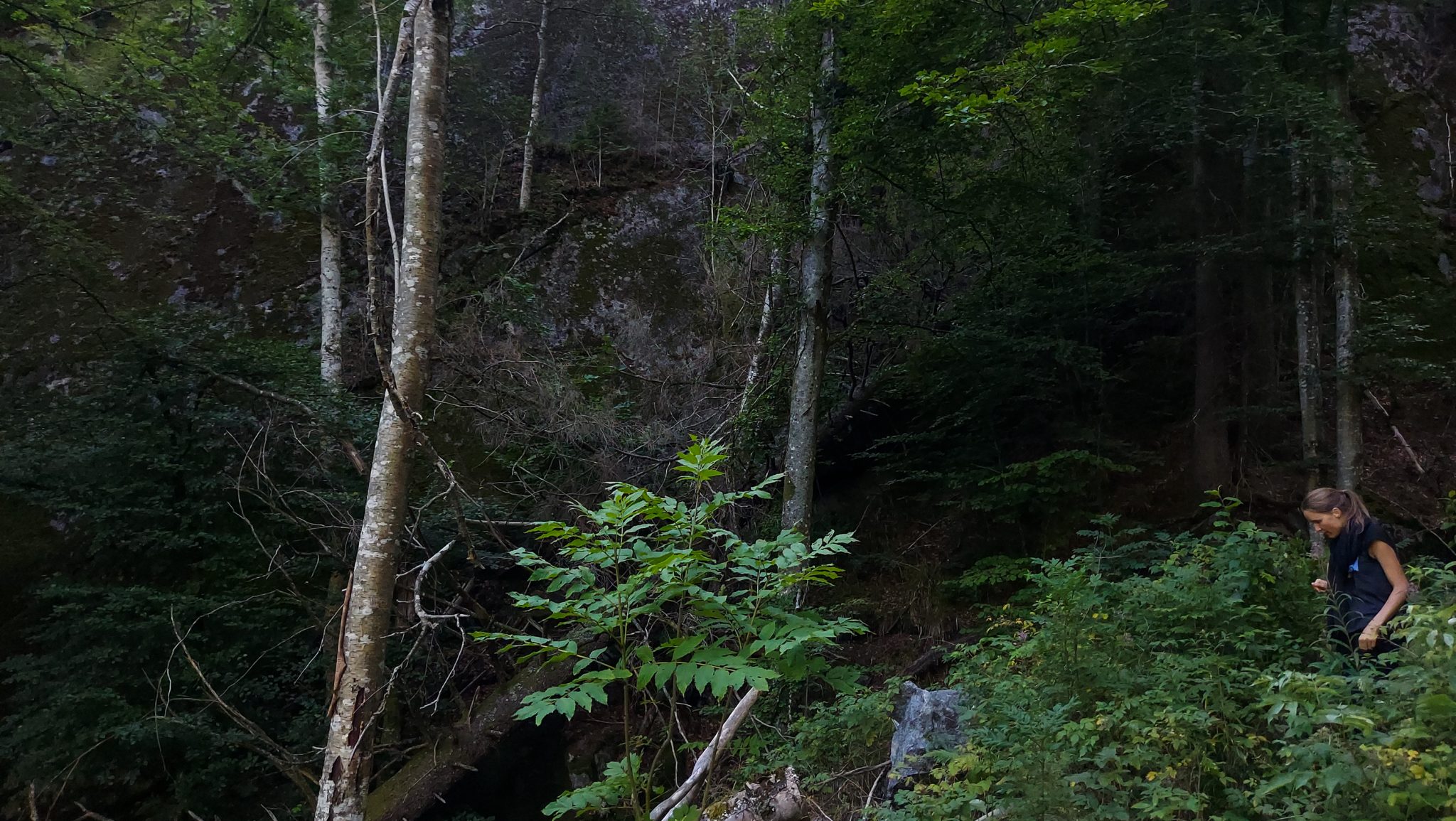Abwechslungsreiche Waldwanderung in Südnorwegen - Start in der Nähe der Küstenstadt Larvik, Rundweg ab Parkplatz Rømminga nach Lauvesetra, Wanderer unterwegs auf schmalem Pfad durch den Wald, Himbeeren wachsen am Wegesrand