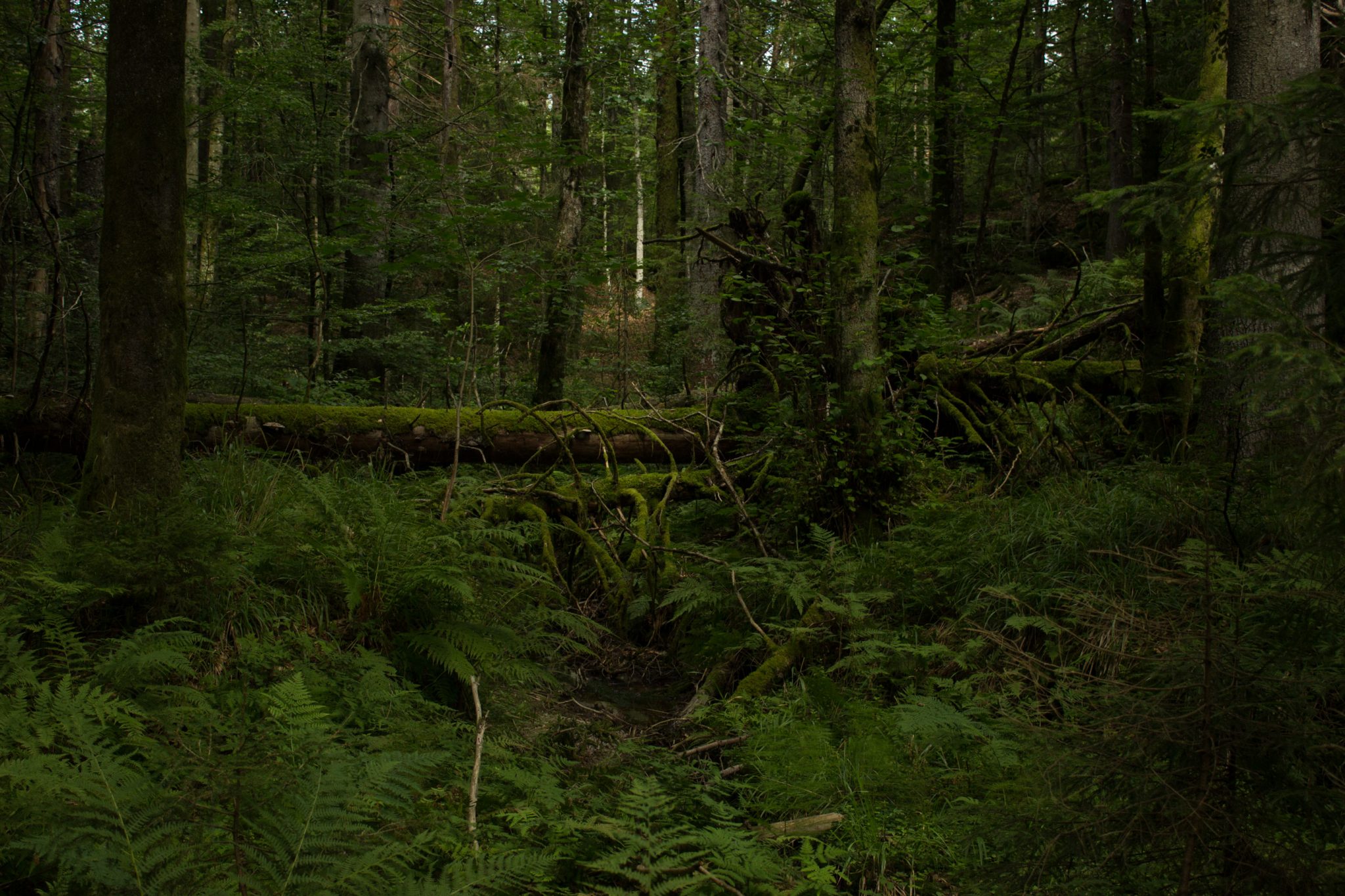 Abwechslungsreiche Waldwanderung in Südnorwegen - Start in der Nähe der Küstenstadt Larvik, Rundweg ab Parkplatz Rømminga nach Lauvesetra, umgefallene Bäume werden liegen gelassen im schönen Wald, sehr viele Moose und Farne