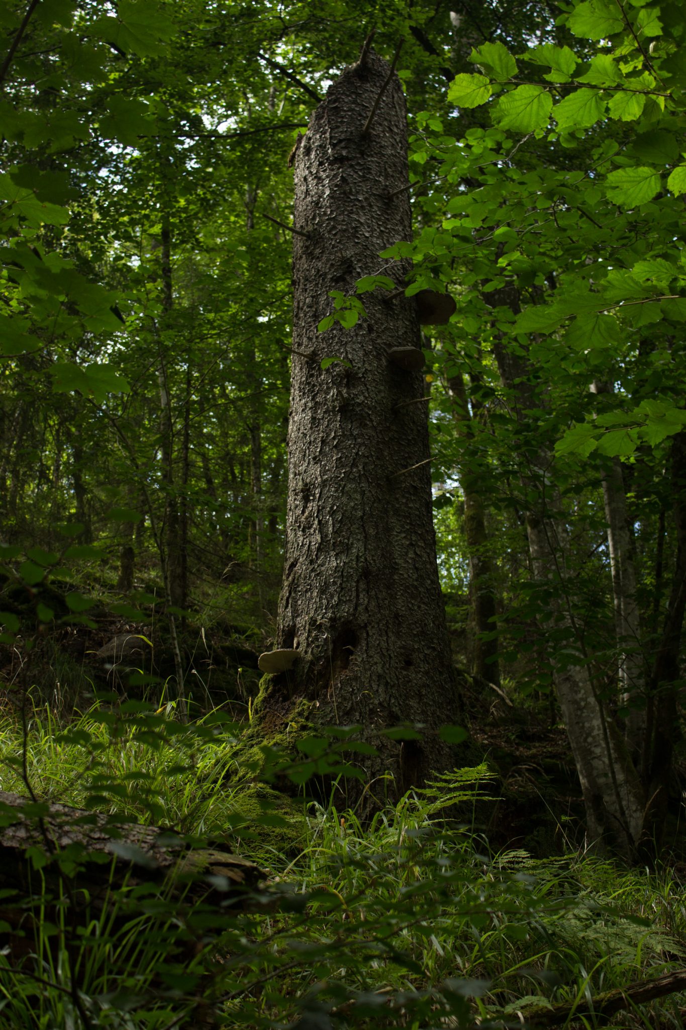 Abwechslungsreiche Waldwanderung in Südnorwegen - Start in der Nähe der Küstenstadt Larvik, Rundweg ab Parkplatz Rømminga nach Lauvesetra, toter Baum ist mit Pilzen bewachsen, schöner Wald, sehr viele Moose und Farne