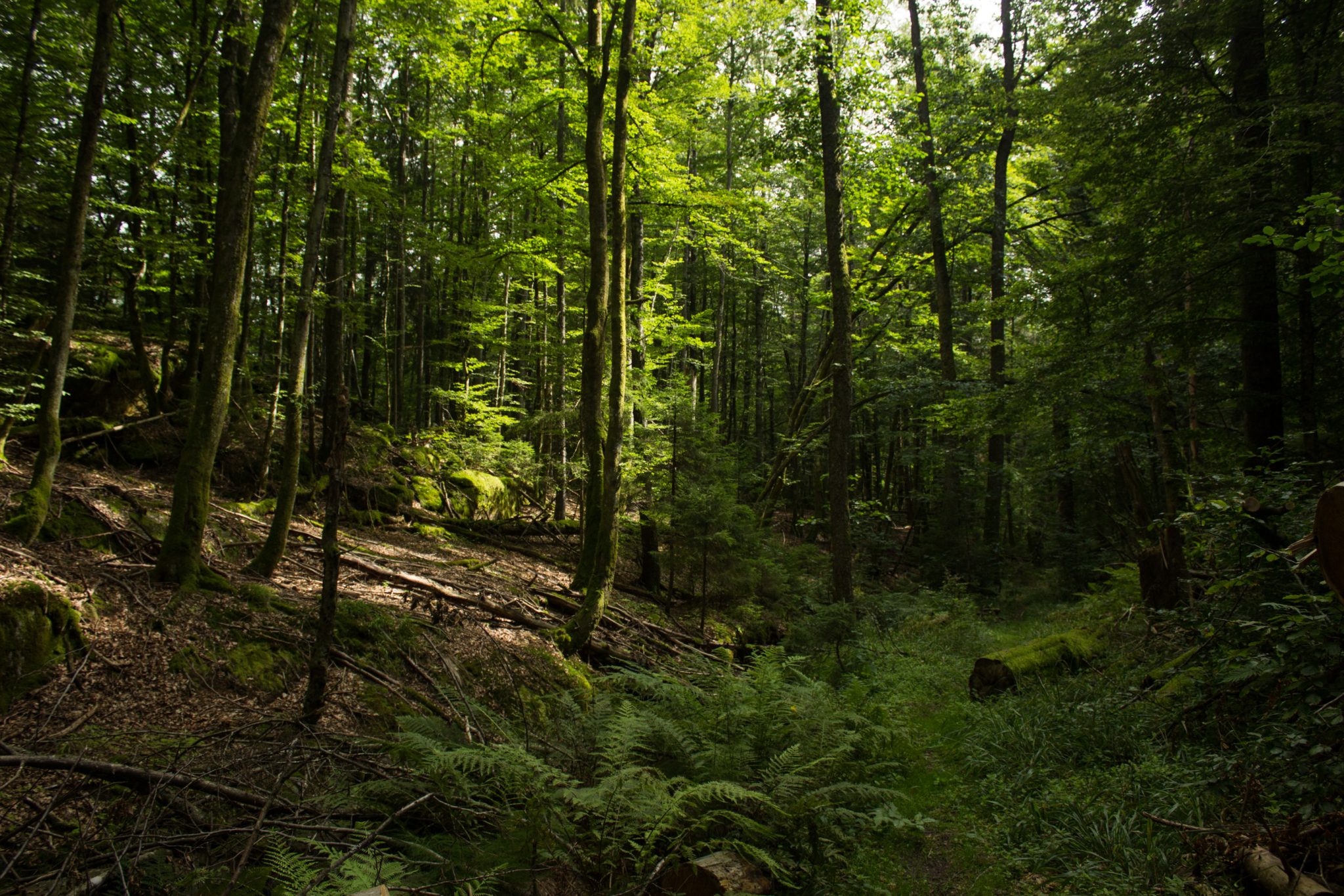 Abwechslungsreiche Waldwanderung in Südnorwegen - Start in der Nähe der Küstenstadt Larvik, Rundweg ab Parkplatz Rømminga nach Lauvesetra, schmaler Pfad durch den Wald, viele Farne und Moose am Wegesrand