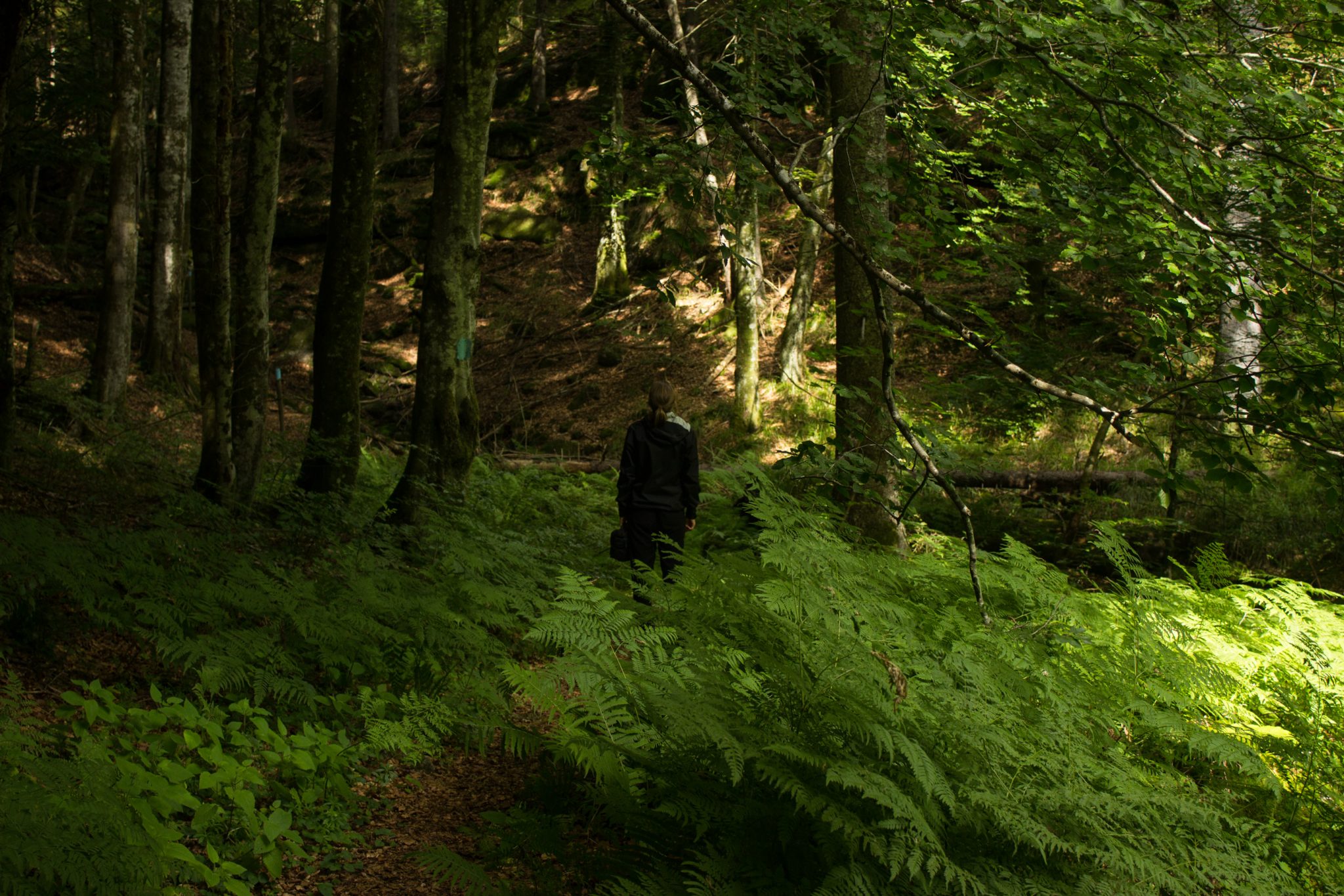 Abwechslungsreiche Waldwanderung in Südnorwegen - Start in der Nähe der Küstenstadt Larvik, Rundweg ab Parkplatz Rømminga nach Lauvesetra, Wanderer unterwegs auf schmalem Pfad durch den Wald, viele Farne und Moose am Wegesrand