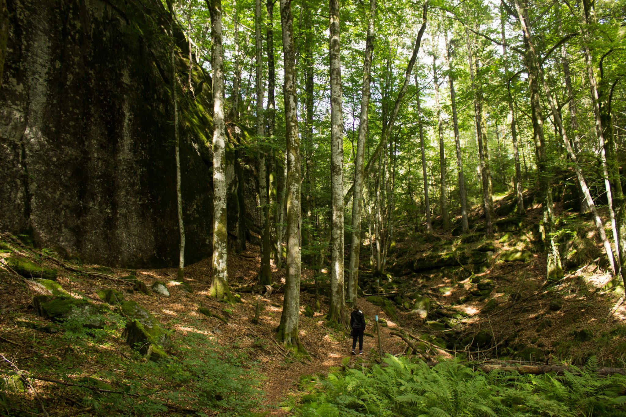 Abwechslungsreiche Waldwanderung in Südnorwegen - Start in der Nähe der Küstenstadt Larvik, Rundweg ab Parkplatz Rømminga nach Lauvesetra, Wanderer unterwegs auf schmalem Pfad durch den Wald, viele Farne und Moose am Wegesrand, hellblaue Markierung für Küstenweg