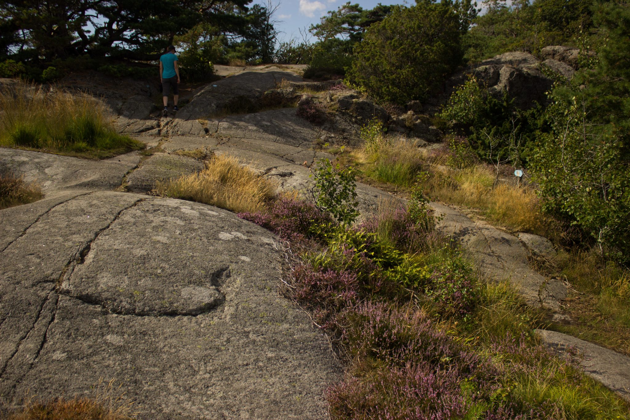 Küstenwanderung von Stavern nach Nevlunghavn, auf dem Kyststien entlang der Schärenküste von Vestfold in Südnorwegen, Wanderer unterwegs auf großen Felsen, mit Pflanzen bewachsen