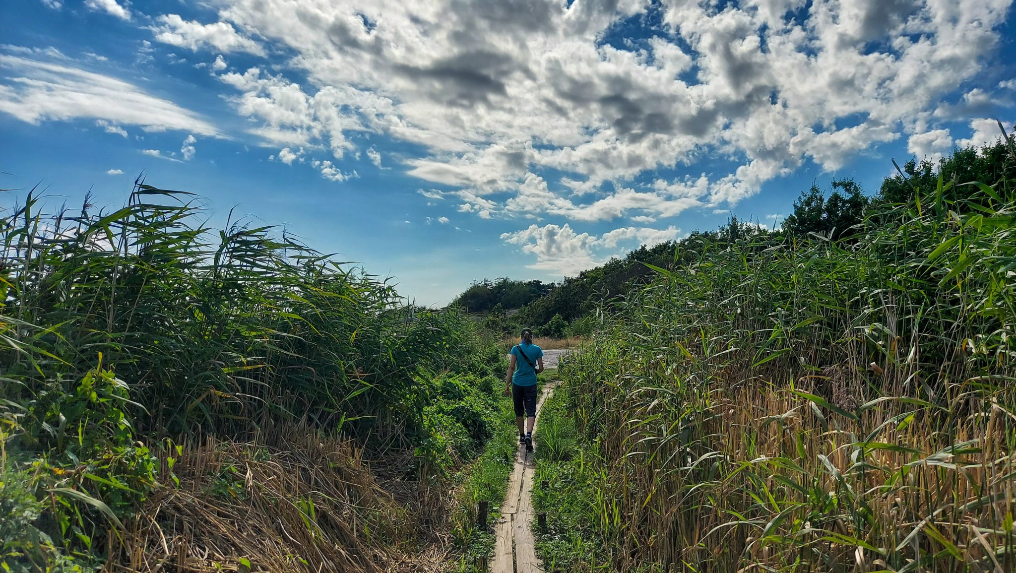 Küstenwanderung von Stavern nach Nevlunghavn, auf dem Kyststien entlang der Schärenküste von Vestfold in Südnorwegen, Wanderung entlang des Küstenpfads, Wanderer unterwegs auf Abschnitt über Holzbalken durch sumpfiges Gebiet, schönes, dichtes Schilf und Gräser am Wegesrand, schönes Wetter zum Wandern