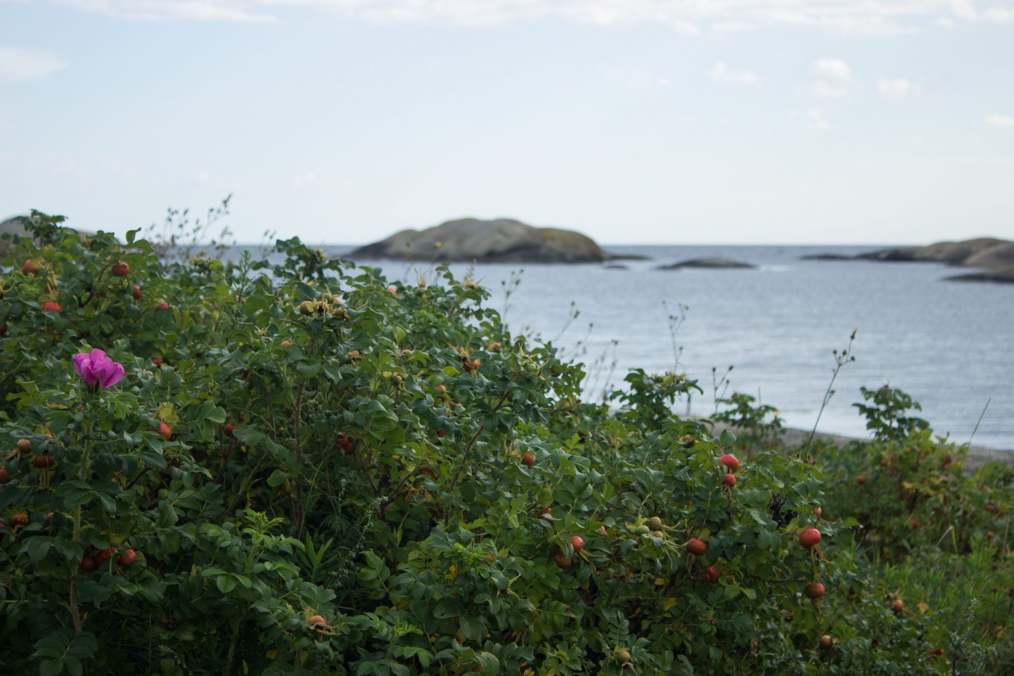 Küstenwanderung von Stavern nach Nevlunghavn, auf dem Kyststien entlang der Schärenküste von Vestfold in Südnorwegen, Wanderung entlang des Küstenpfads, Hagebutten blühen entlang des Wanderweges, Meer und Felsen im Hintergrund, schönes Wetter zum Wandern